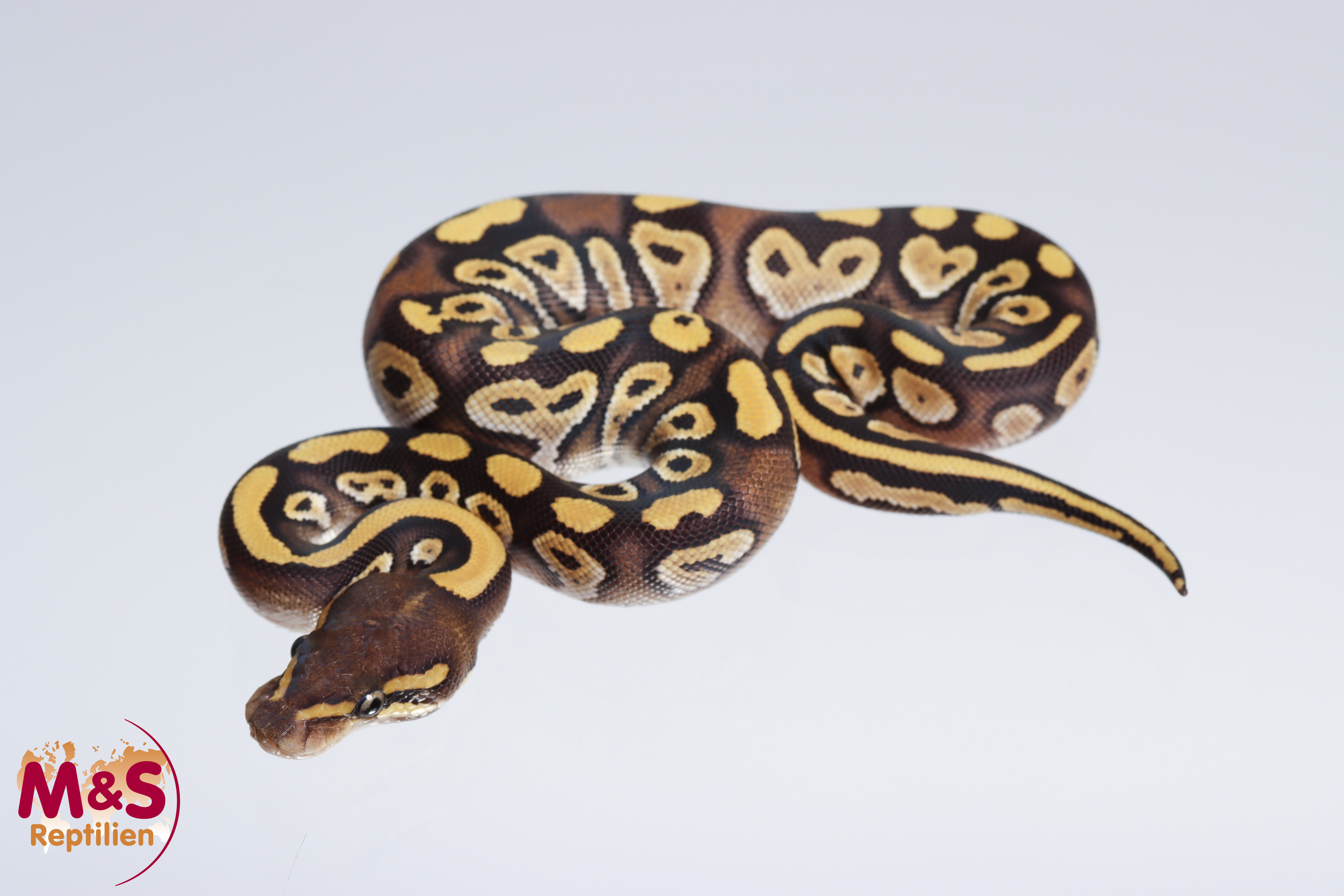 0.1 (Female) Mojave 100% doppel hetero Caramel - Ghost Königspython NZ´M&S´22 Python regius