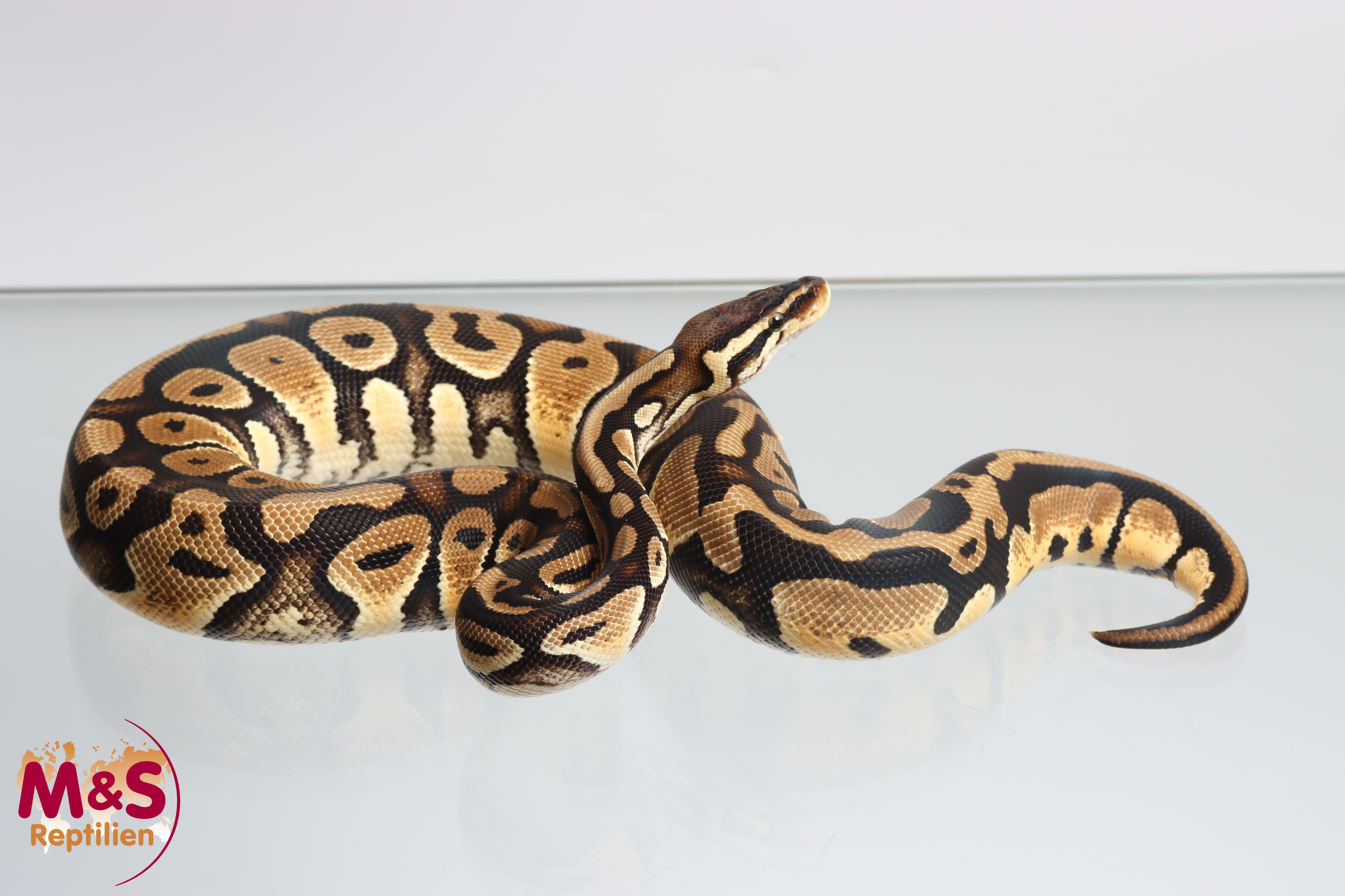 1.0 (Male) Pastel 100% hetero Piebald Königspython DNZ´22 (adult) Python regius
