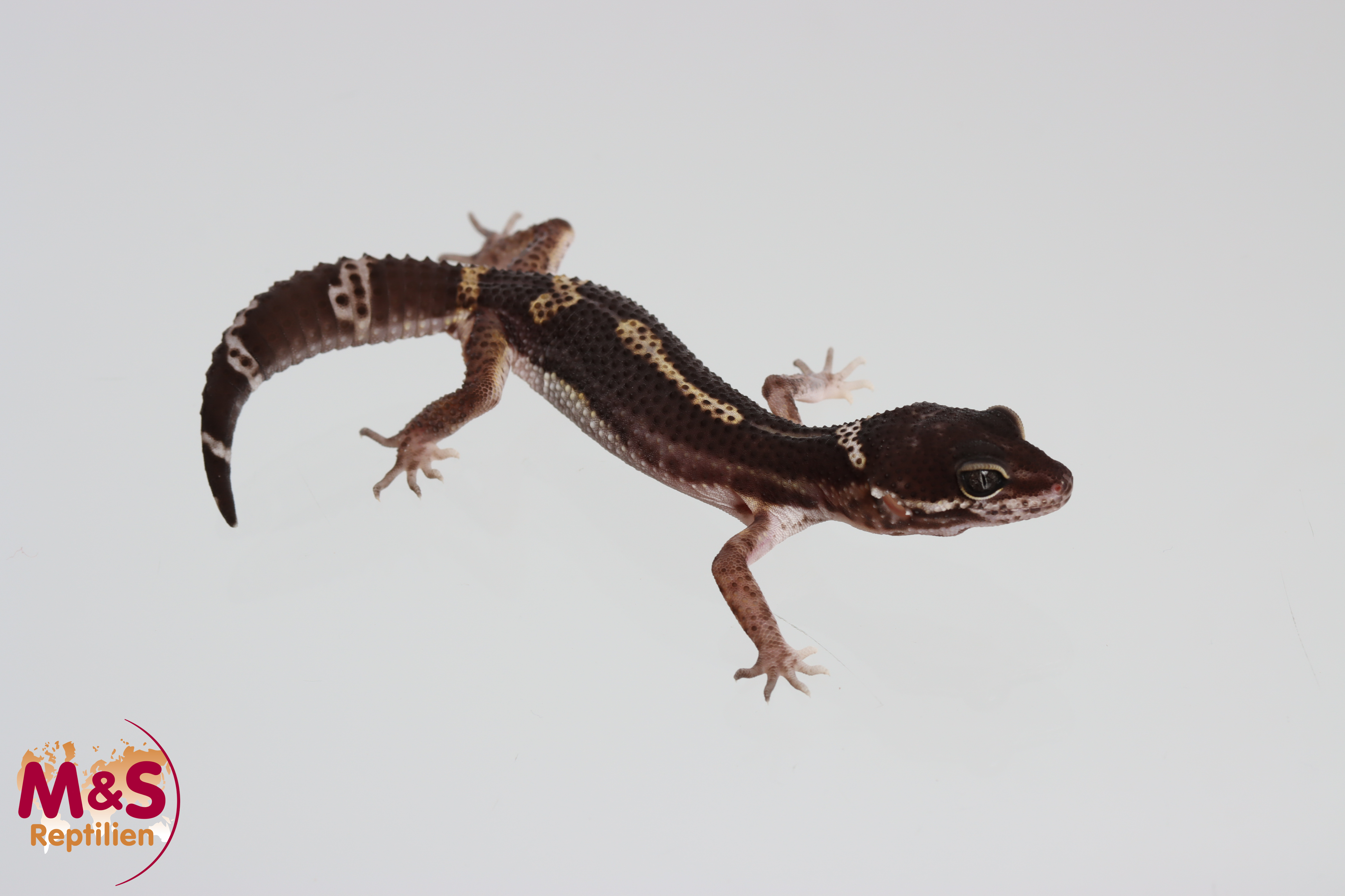 0.1 (Female) Black Night Leopardgecko  NZ´24 (medium) E. macularius (Originalbild)