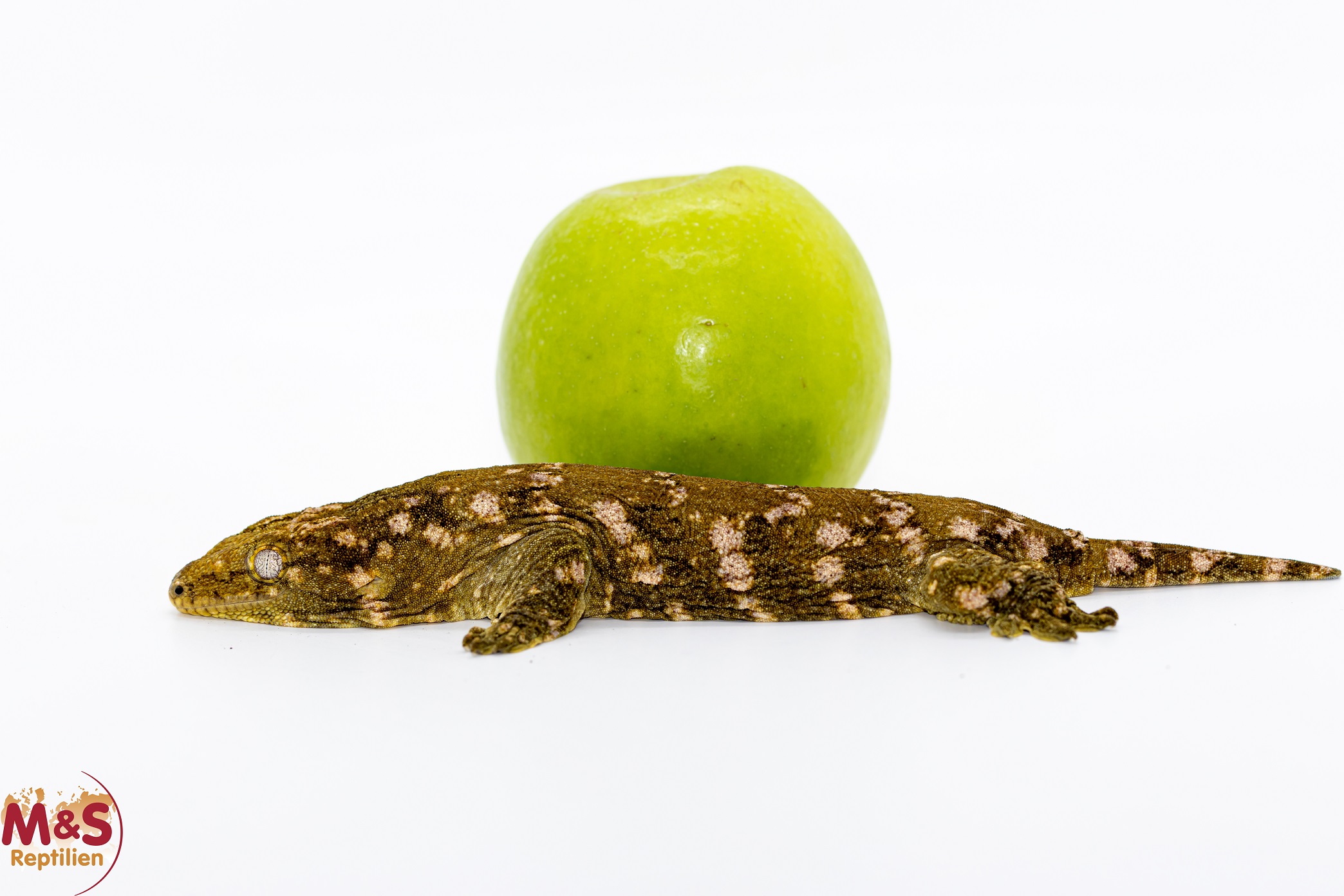 1.0 (Male) Riesengecko -Nuu Ami- (ca. 19 cm subadult) NZ´ 24 Rhaco. leachianus (Originalbild)
