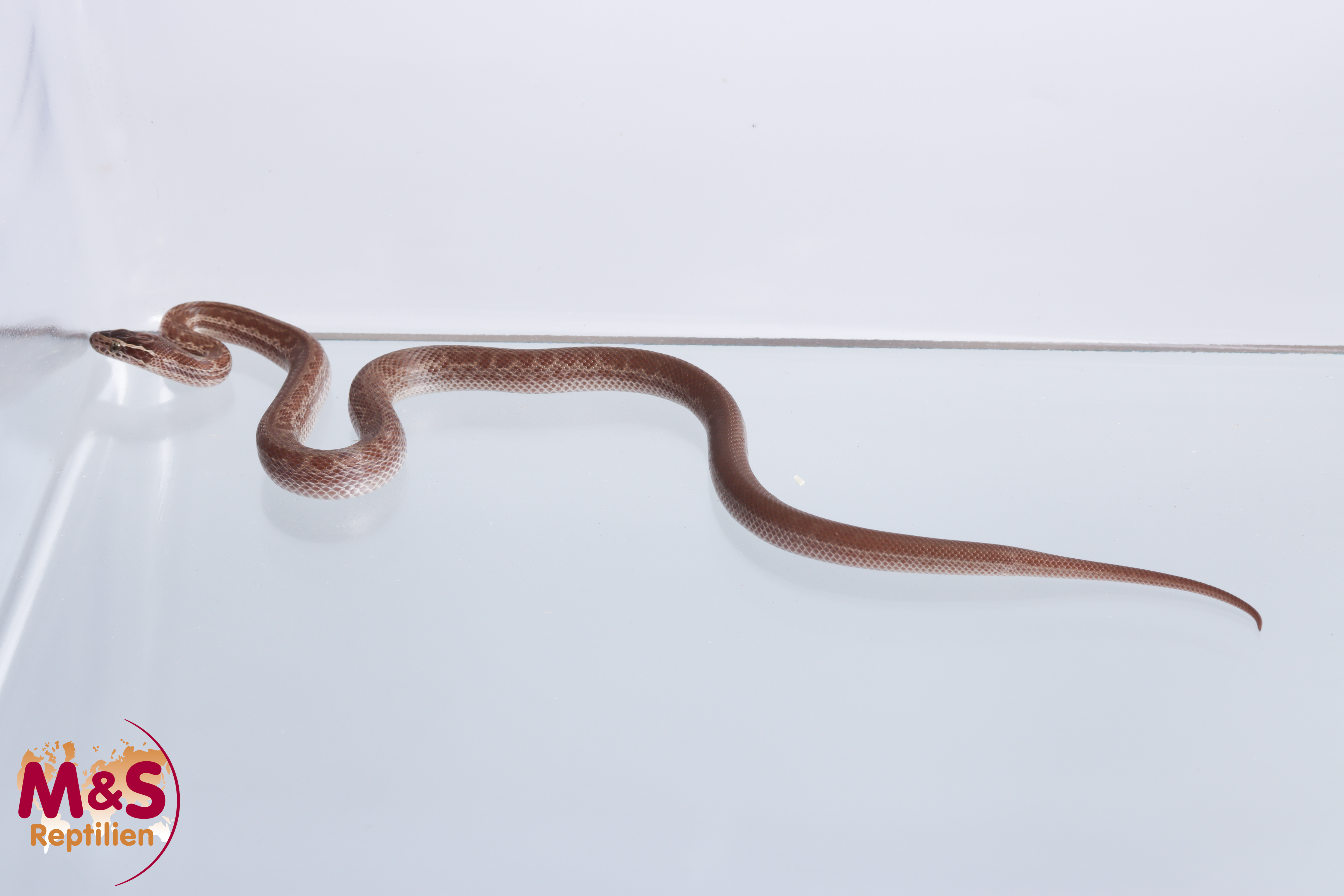 Kap Hausschlange 66% poss DH Albino/Hypo (small ca.20-25 cm) NZ'25 Boaedon capensis (Symbolbild)