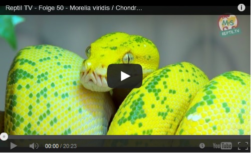 Folge 50 - Morelia viridis / Chondro / Grüner Baumpython - Teil 1