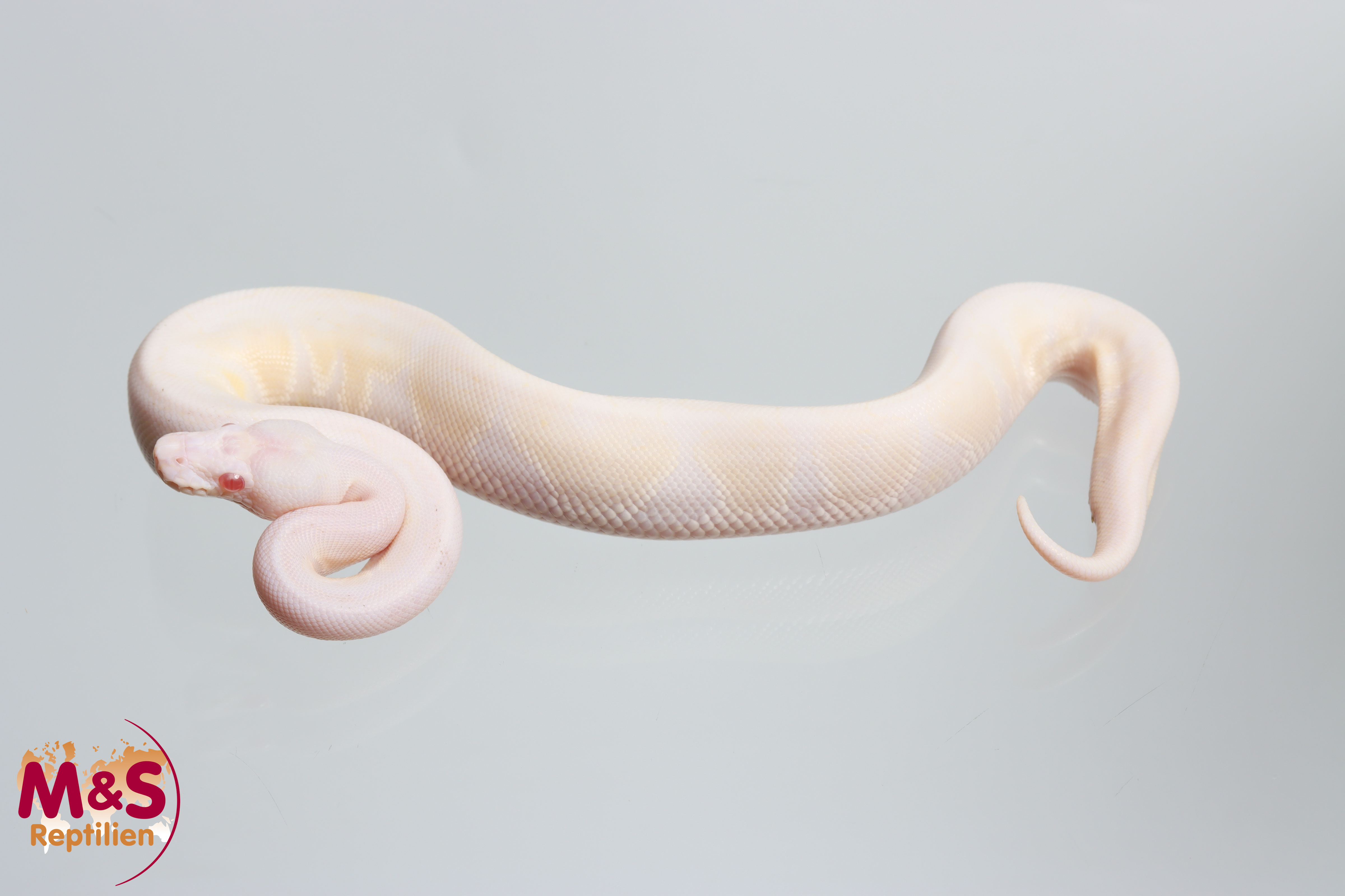 1.0 (Male) Snow VPI (Axanthic-Albino) Königspython NZ´26 Python regius