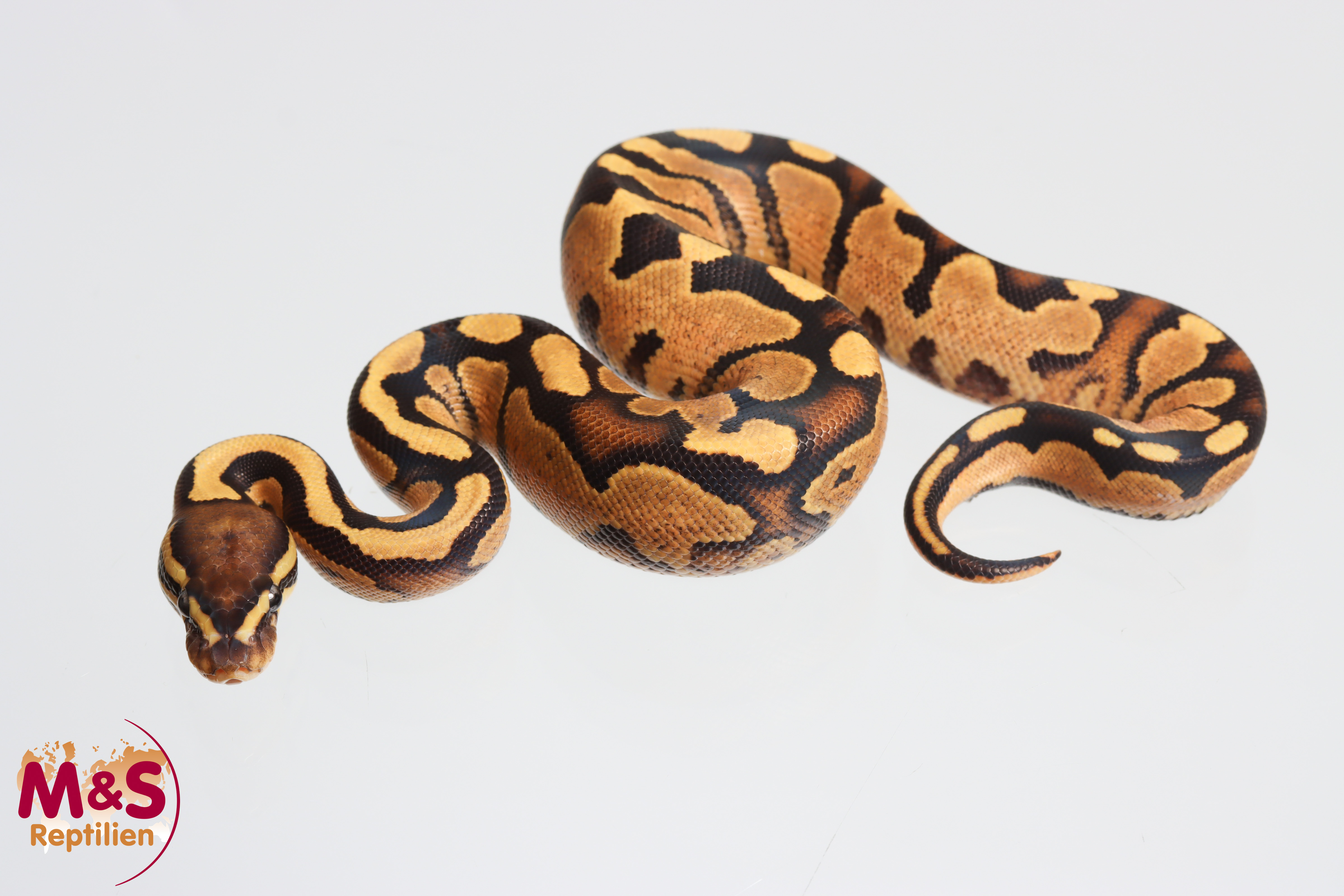 0.1 (Female) Fire Königspython NZ´M&S´26 Python regius