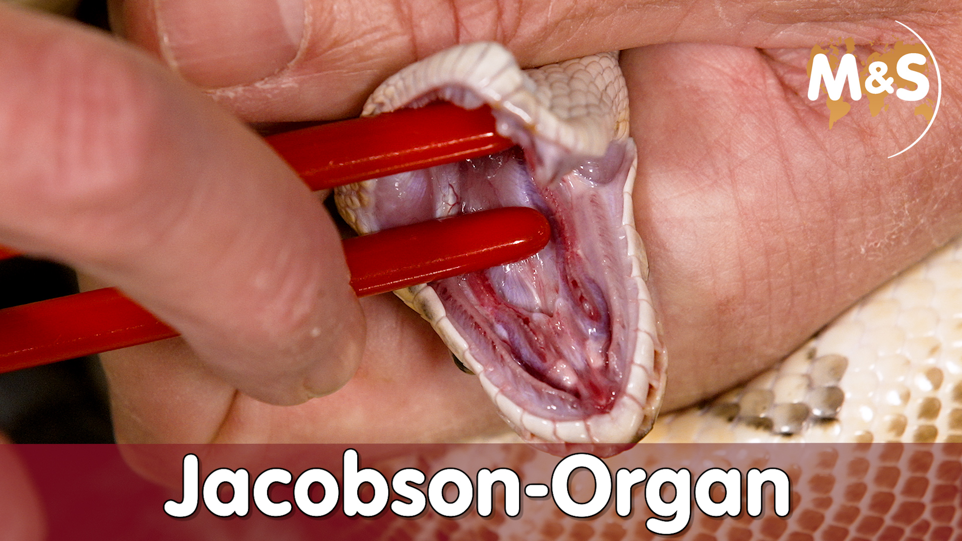 Warum züngeln Reptilien? | Jacobson Organ | Reptilien ABC - J