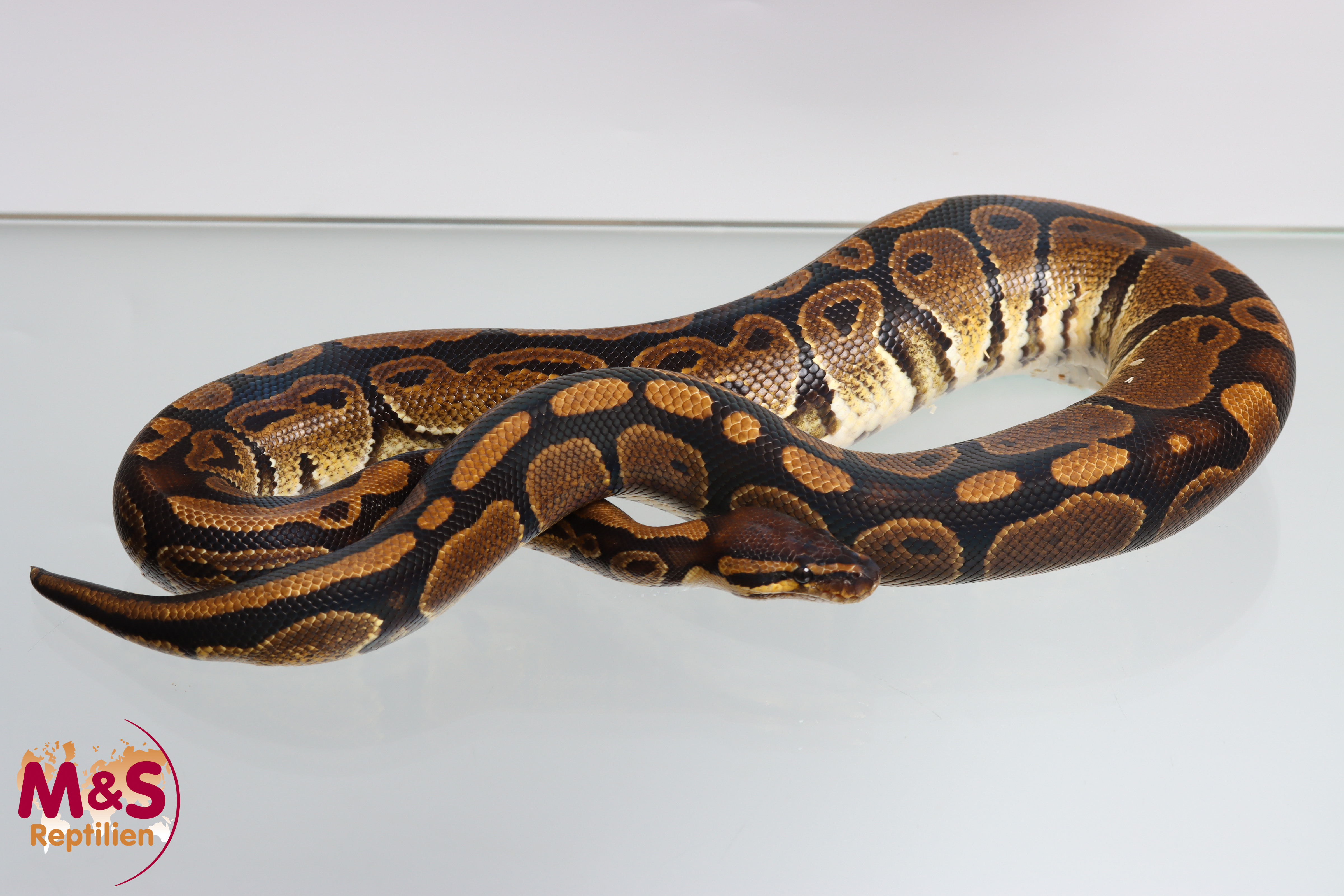 1.0 (Male) 100% het. Sunset 50% het. Ultramel Königspython NZ´M&S´23 Python regius