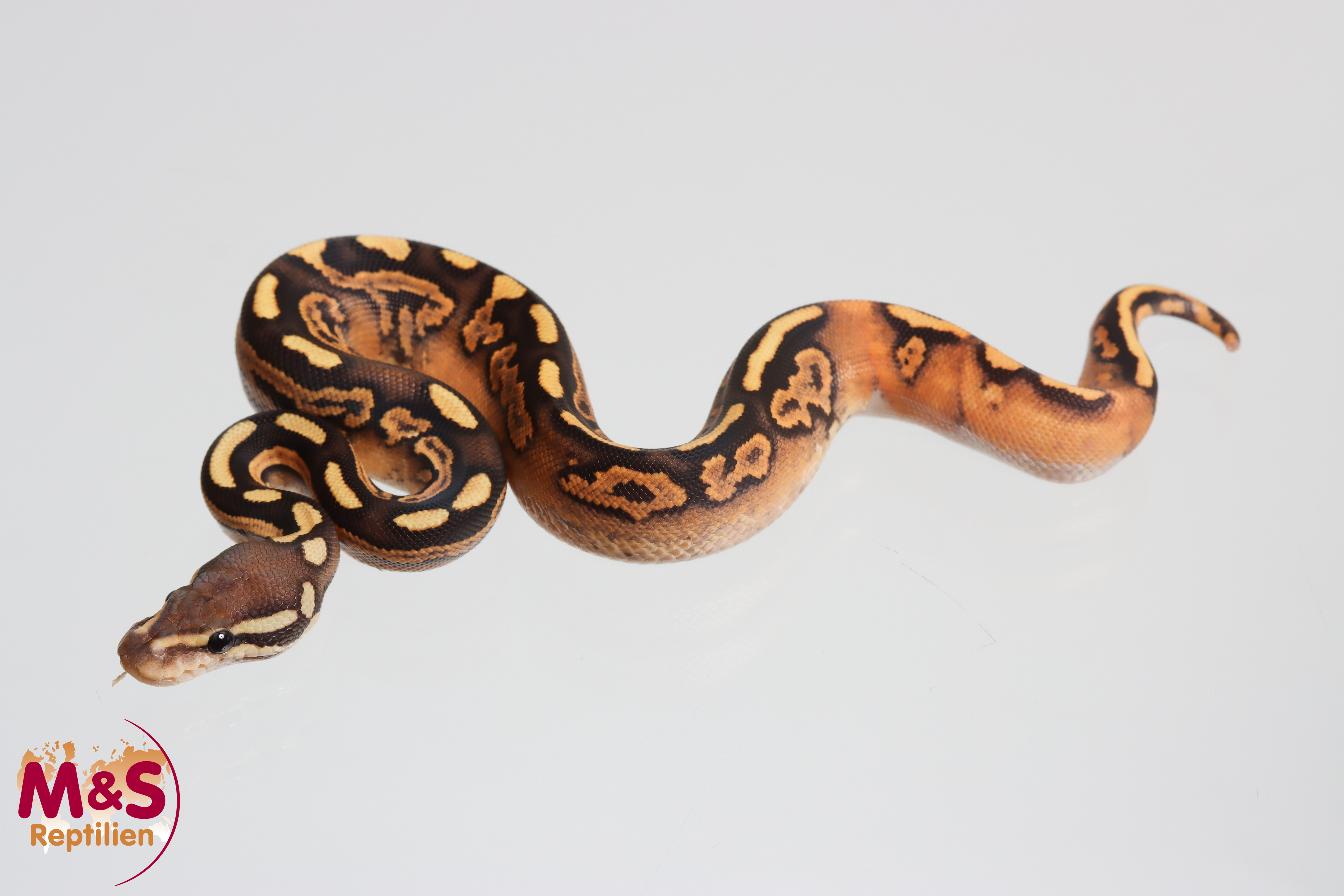 0.1 (Female)  Black Pastel Fire 100% hetero Piebald Königspython NZ´M&S´26 Python regius