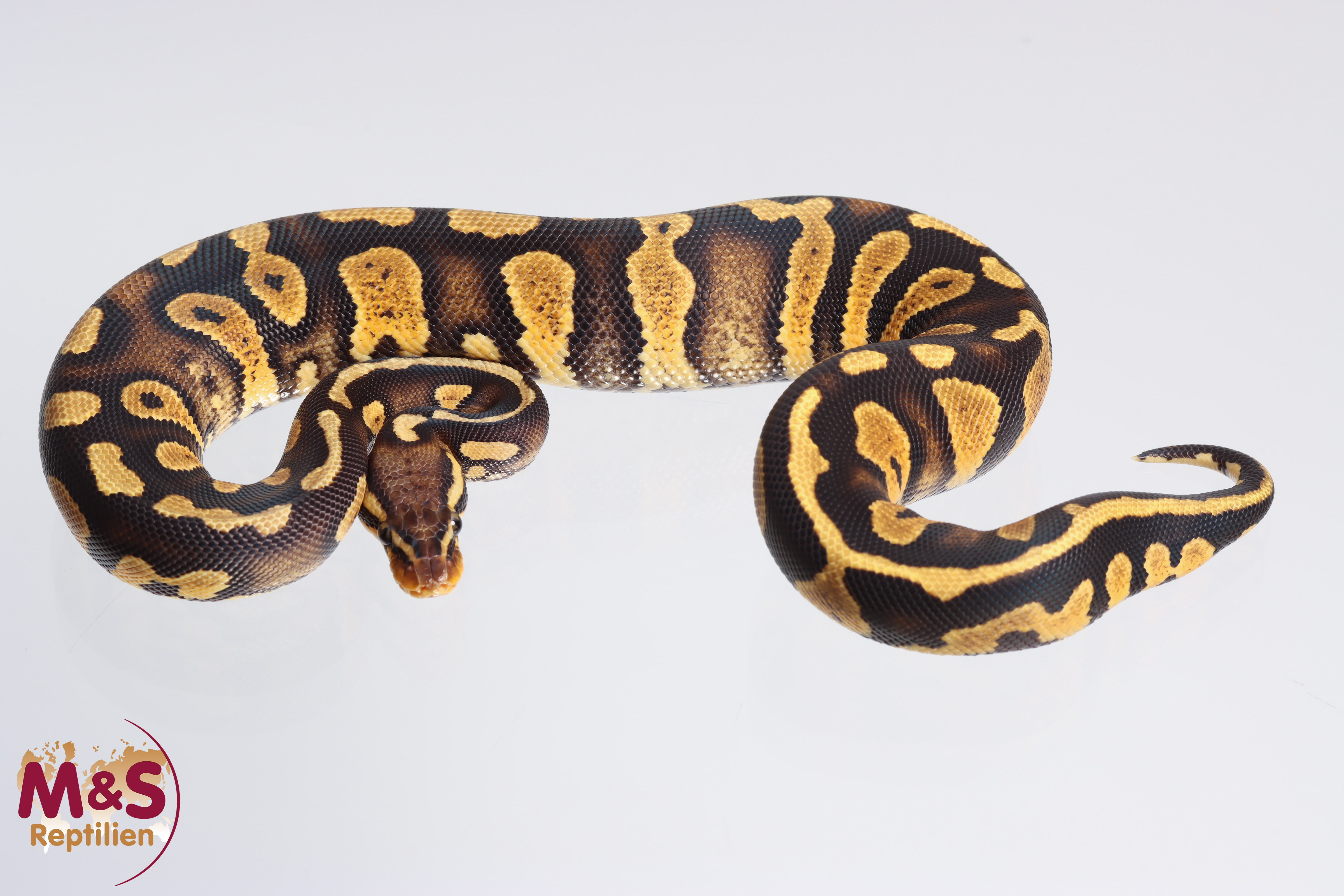 0.1 (Female) SAAR Pastel Yellowbelly Königspython DNZ '22 Python regius