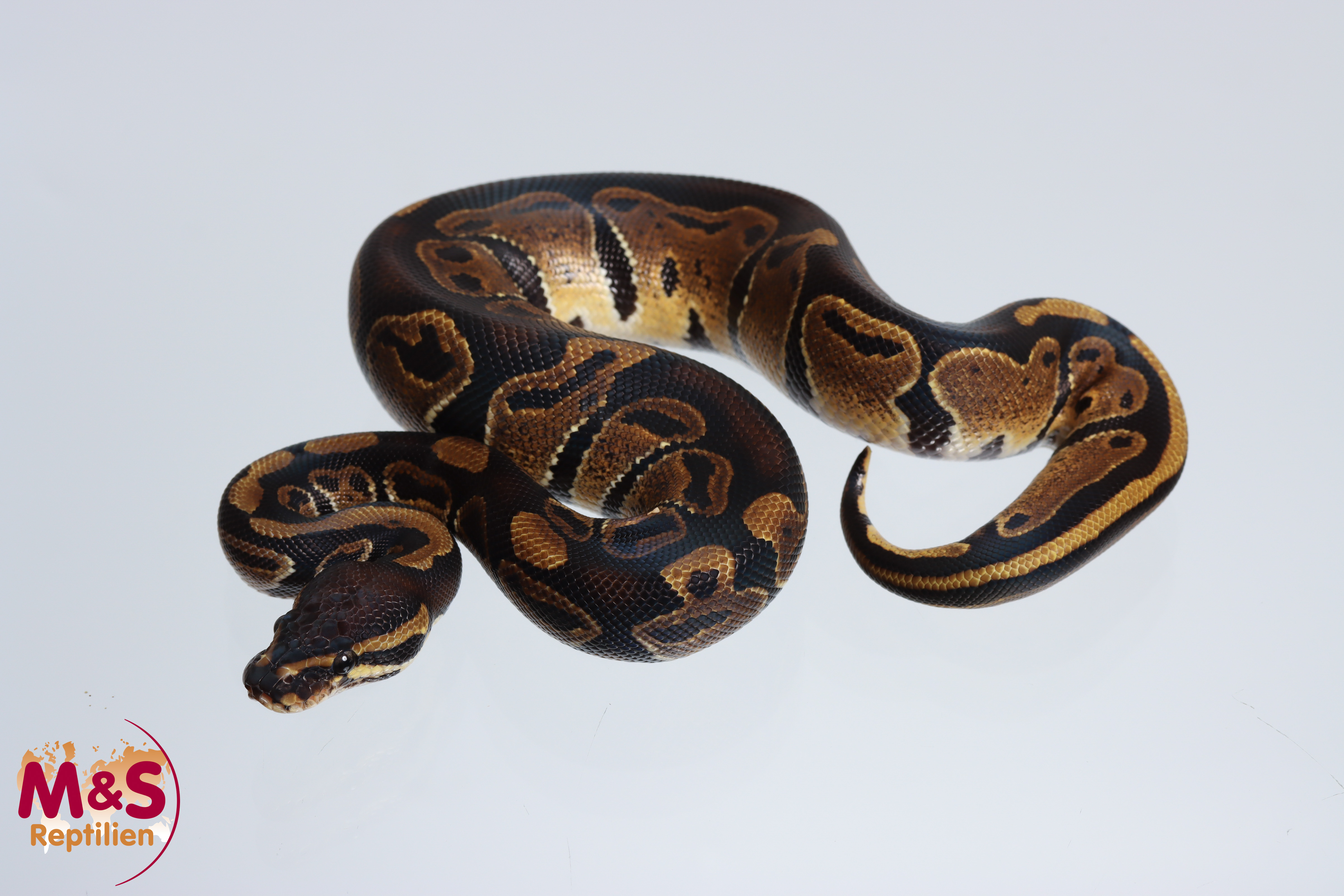 1.0 (Male) 66% hetero Piebald 50% hetero Sunset Königspython NZ´M&S´24 Python regius