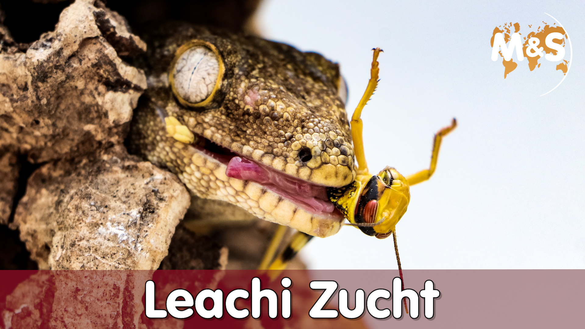 Riesengeckos: So klappt das Tête-à-Tête!! | Rhacodactylus leachianus | Reptil TV