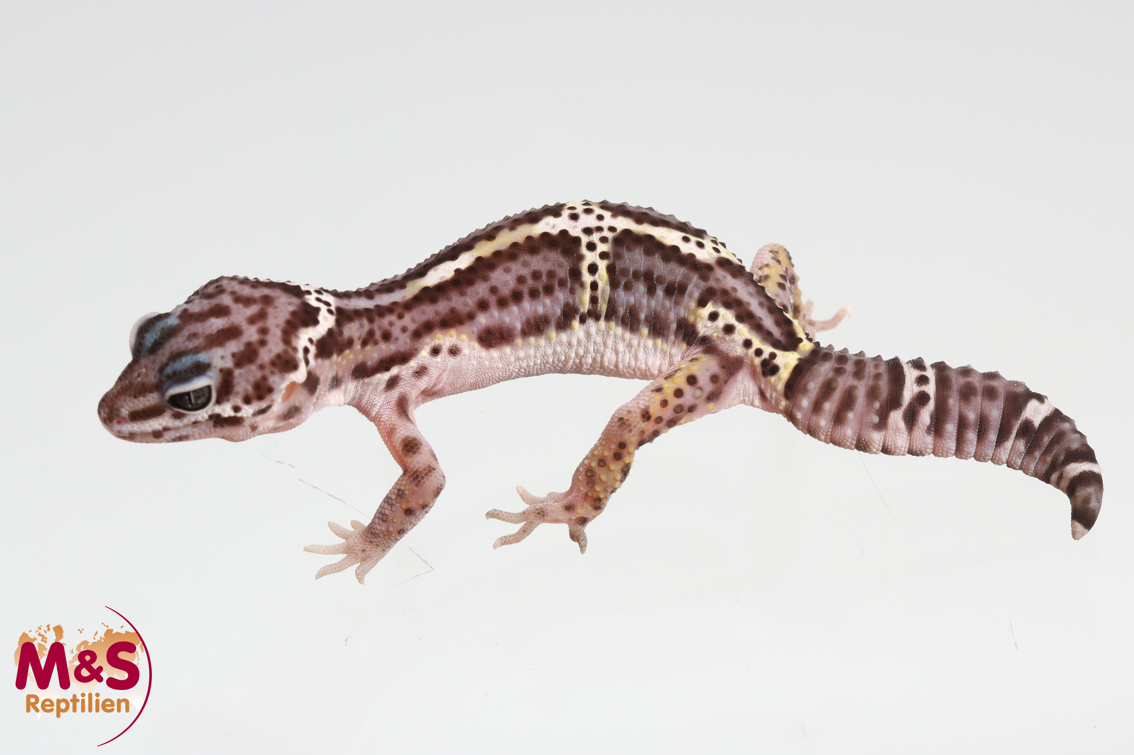 0.0.1 (auf Weibchen inkubiert) Black Night MS Lavender Leopardgecko NZ'25 (medium) E. macularius (OB