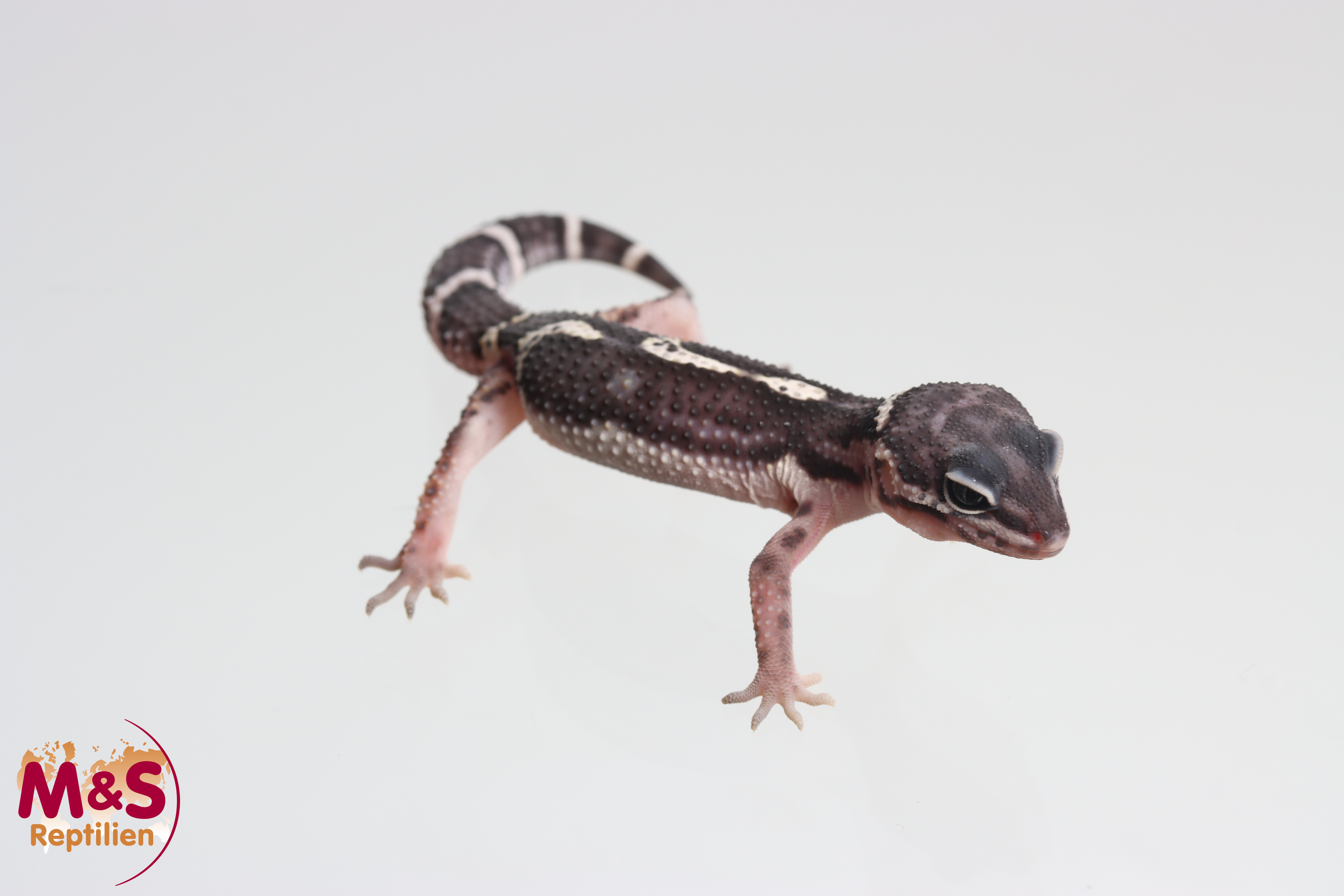 1.0 (Male) Black Night Mack Snow Leopardgecko NZ'25 (small) E. macularius (Originalbild)