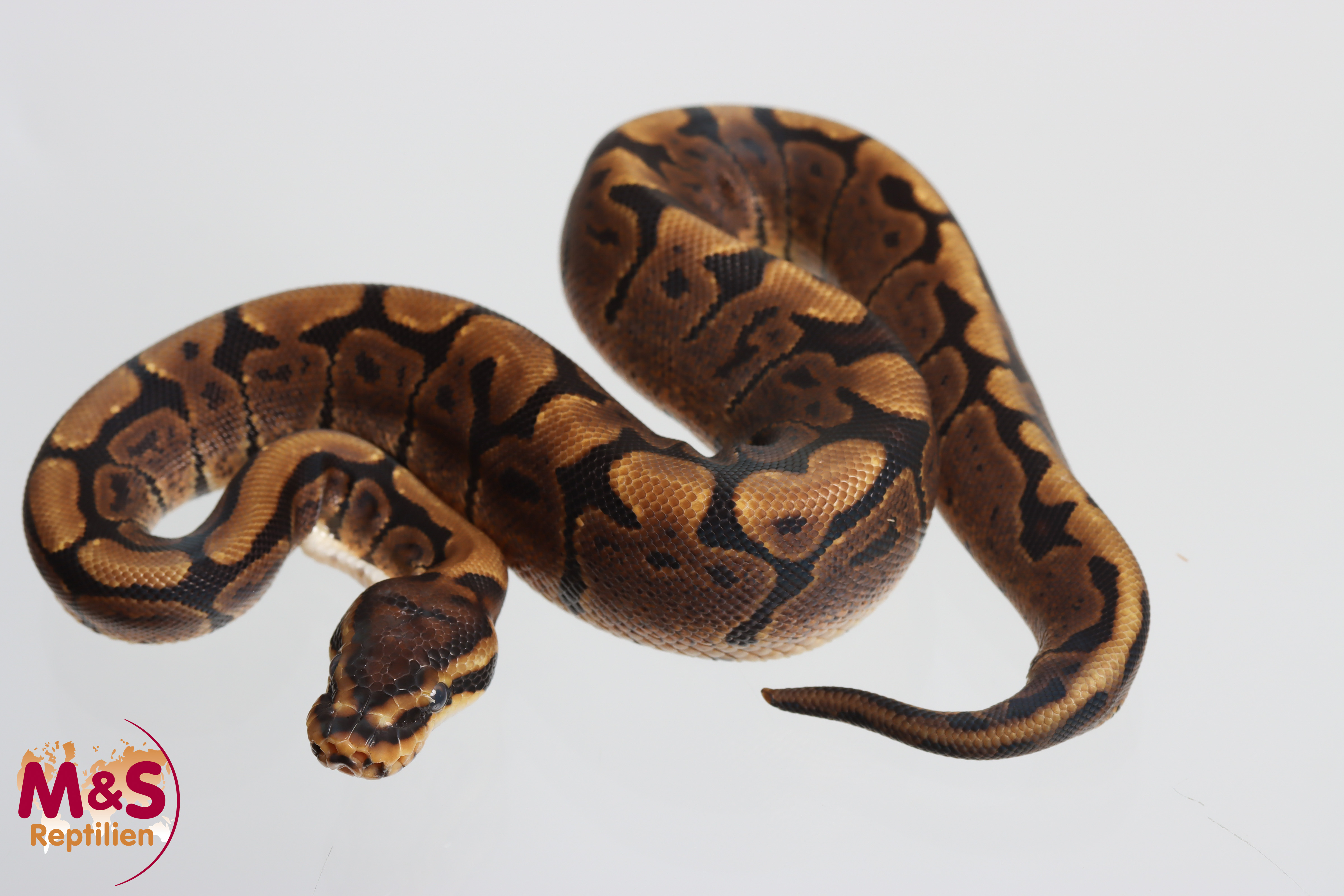 0.1 (Female) Circle - Woma Königspython NZ´M&S´26 Python regius