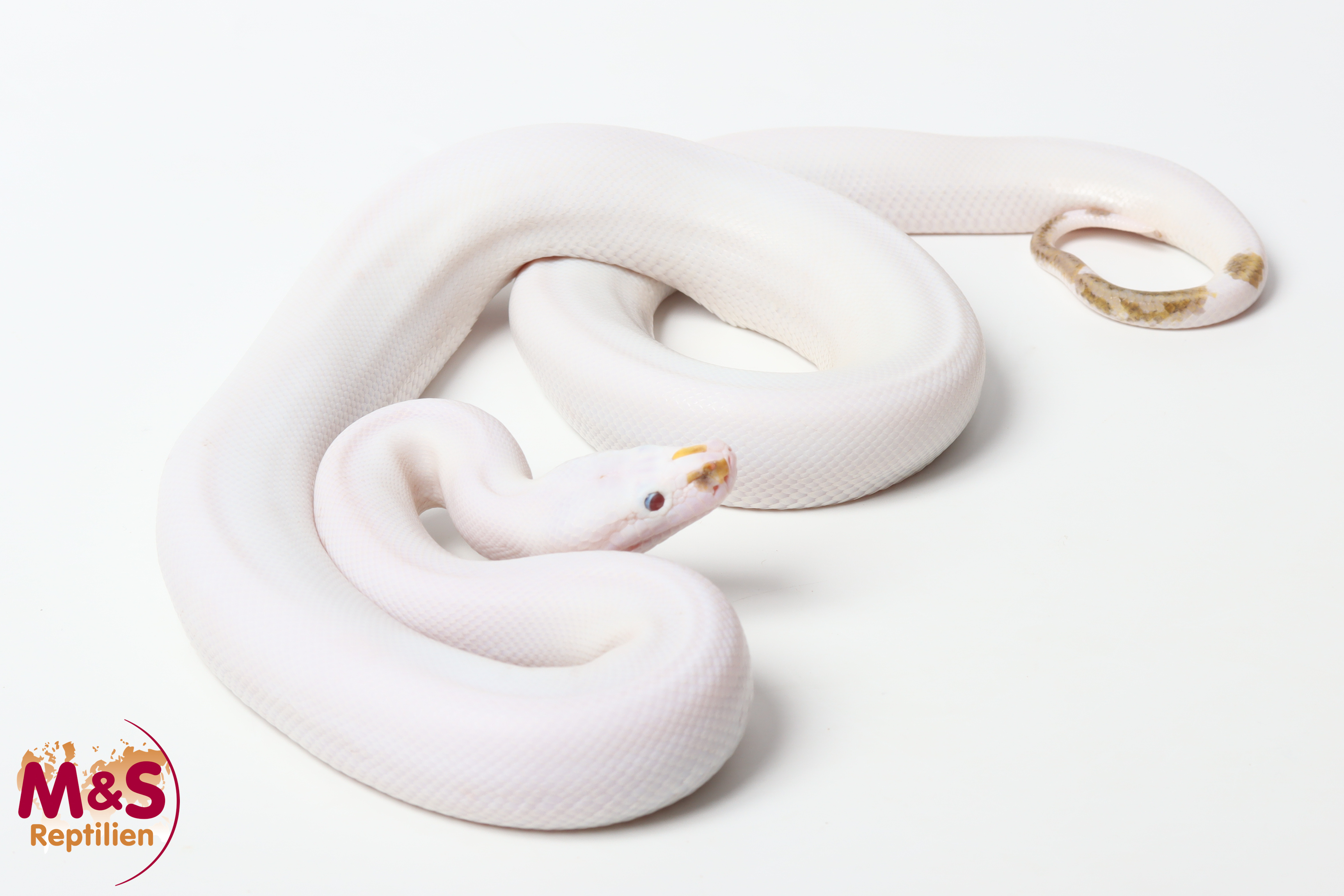 1.0 (Male) Hypo Piebald het Caramel Tigerpython NZ'25 (ca. 90cm) Python bivittatus (Originalbild)