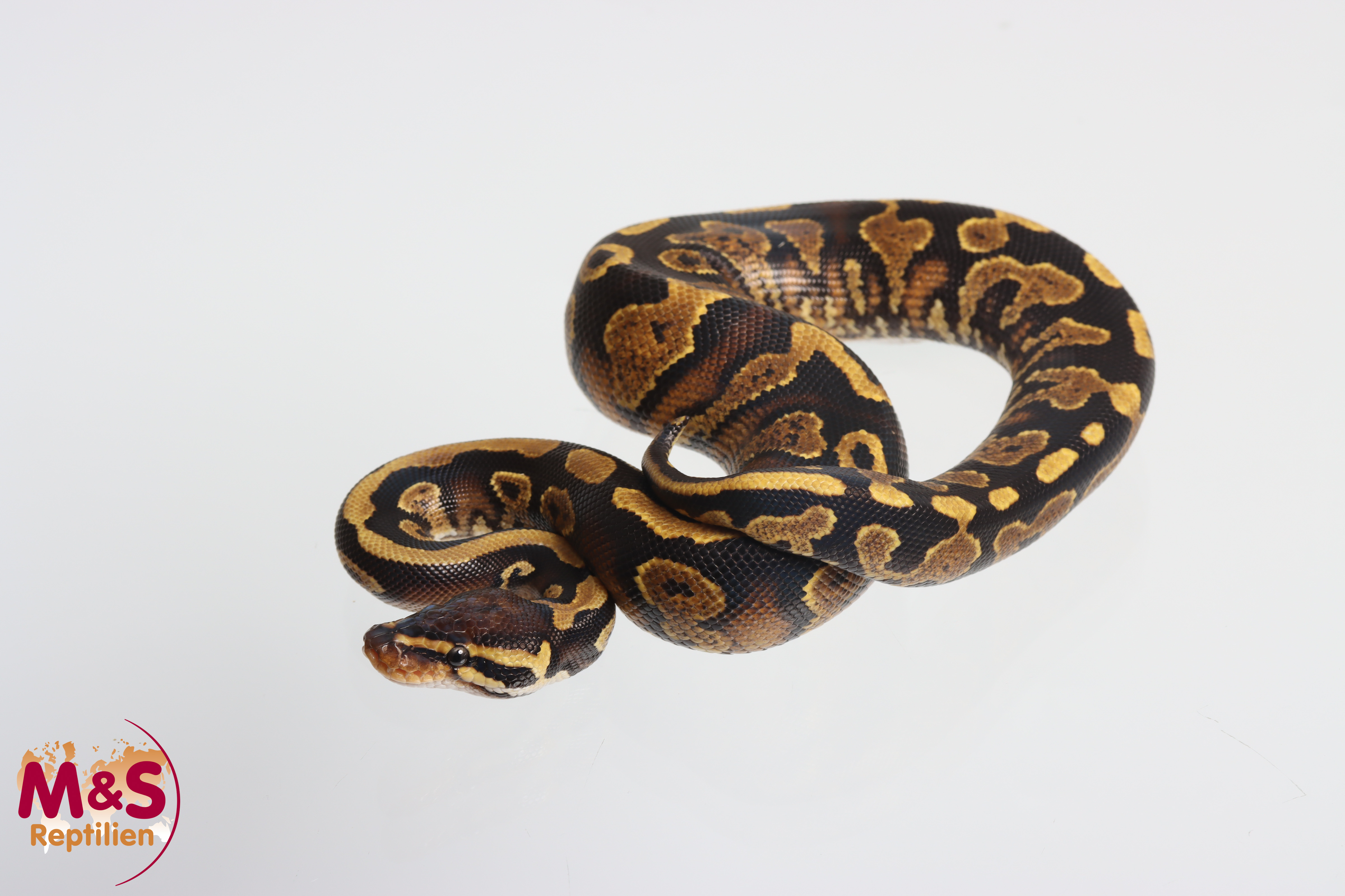 1.0 (Male) SAAR Spark Königspython NZ'M&S'25 Python regius