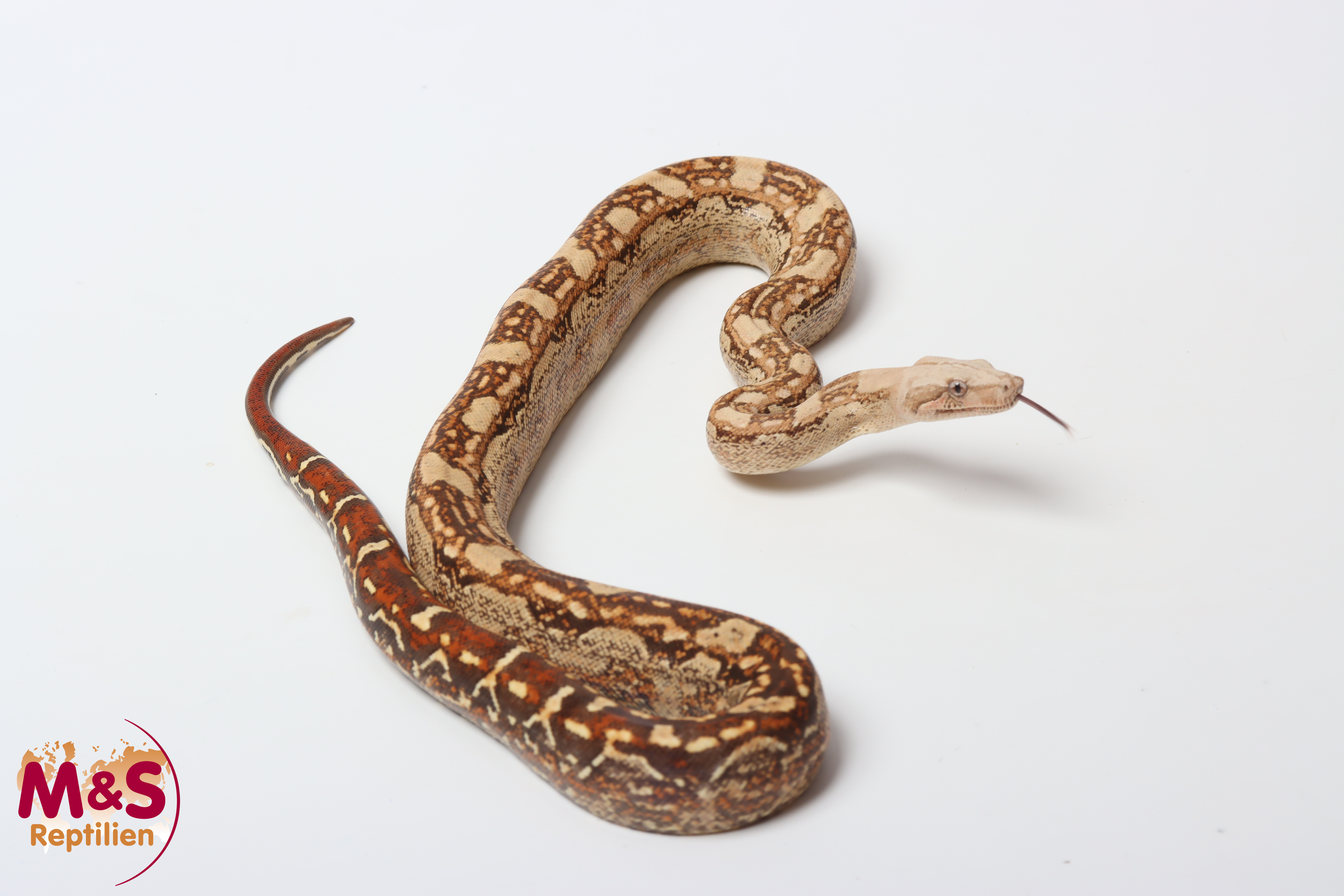 0.1 (Female) VPI Aztek 100% het. Blood NZ'24 (ca.100cm)  Boa c. imperator (Originalbild)