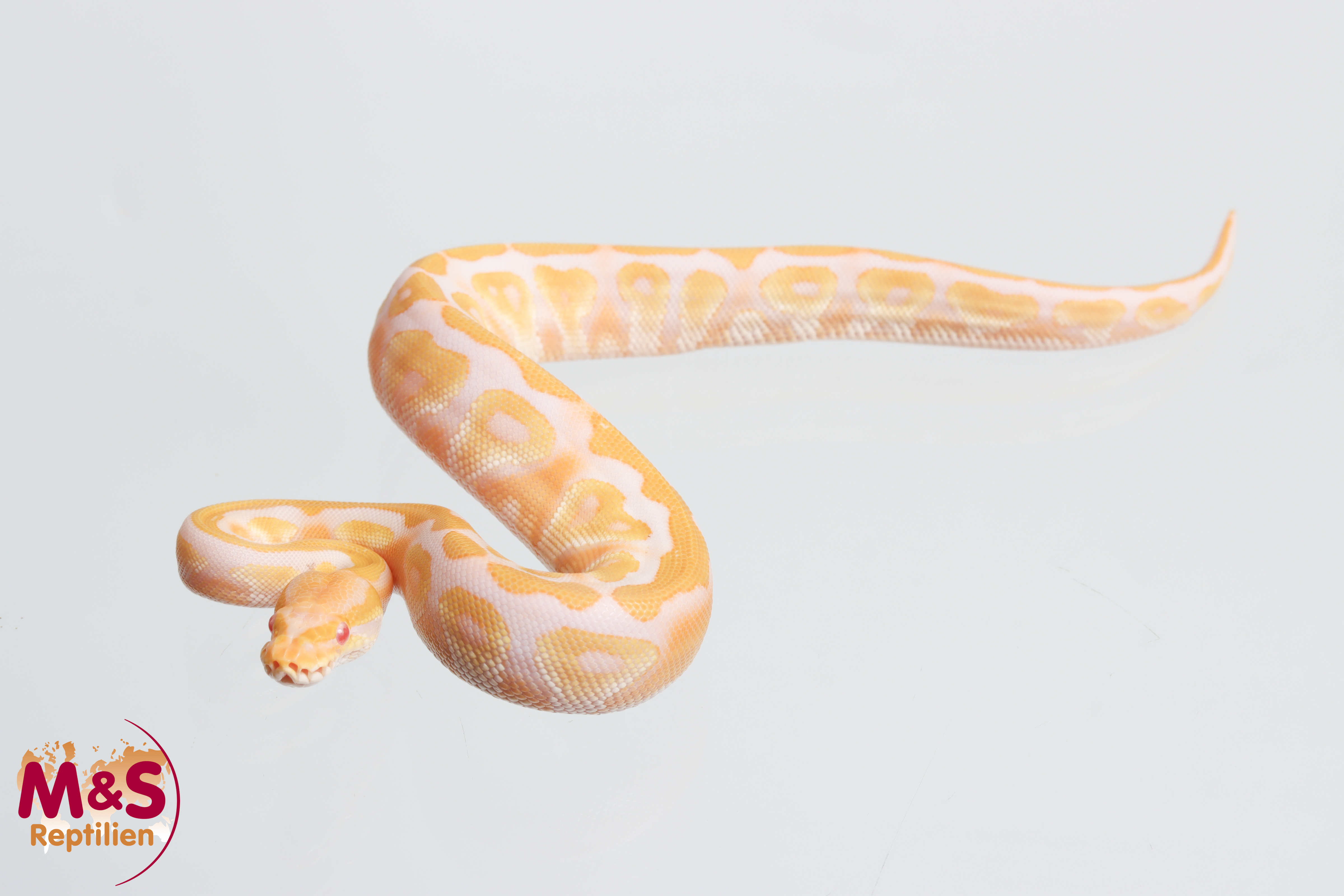 0.1 (Female) Albino - Mojave poss. Enchi Königspython NZ´M&S´26 Python regius