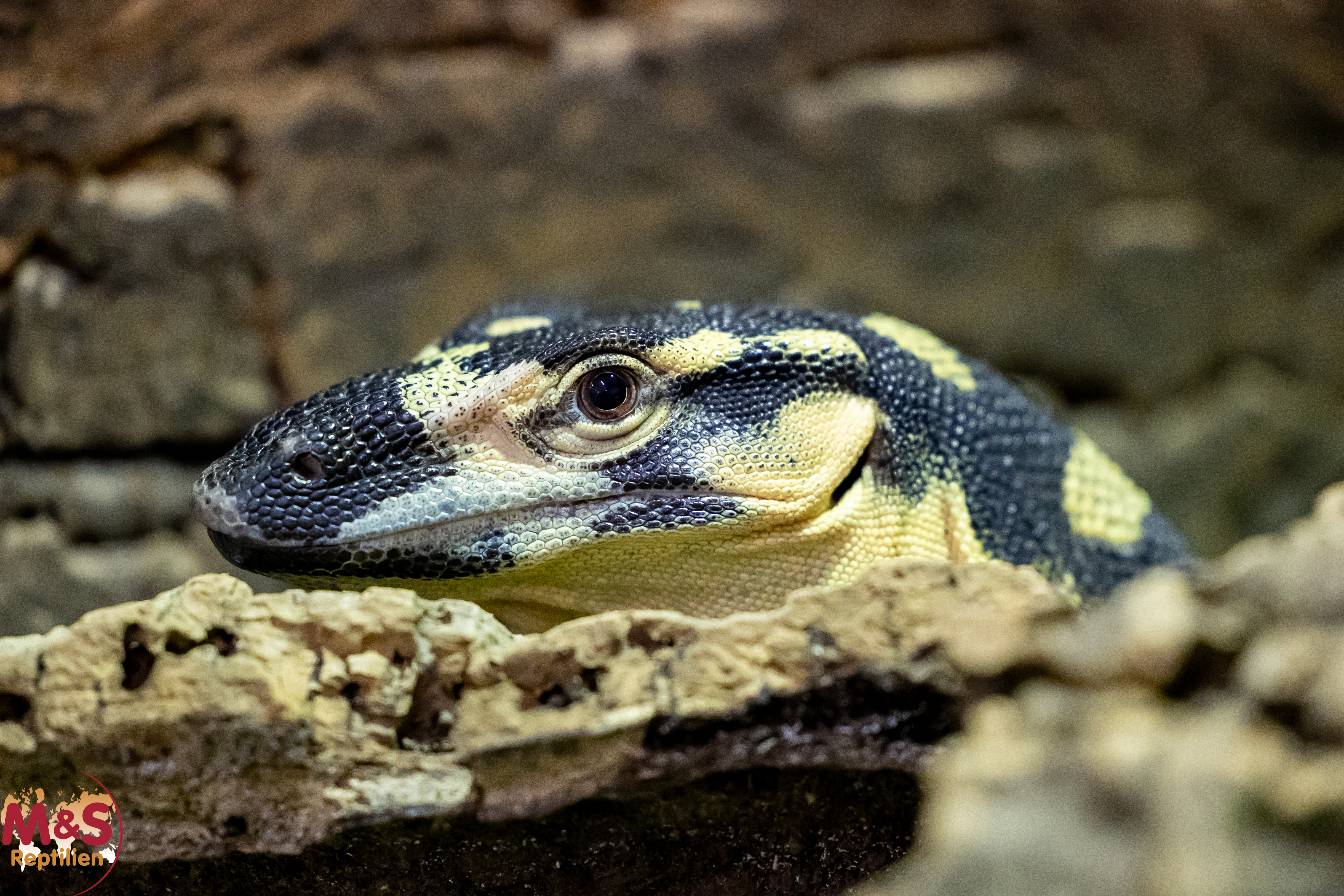 1.0 (Male) Buntwaran (ca. 150cm) Varanus varius NZ´22 Bells Phase