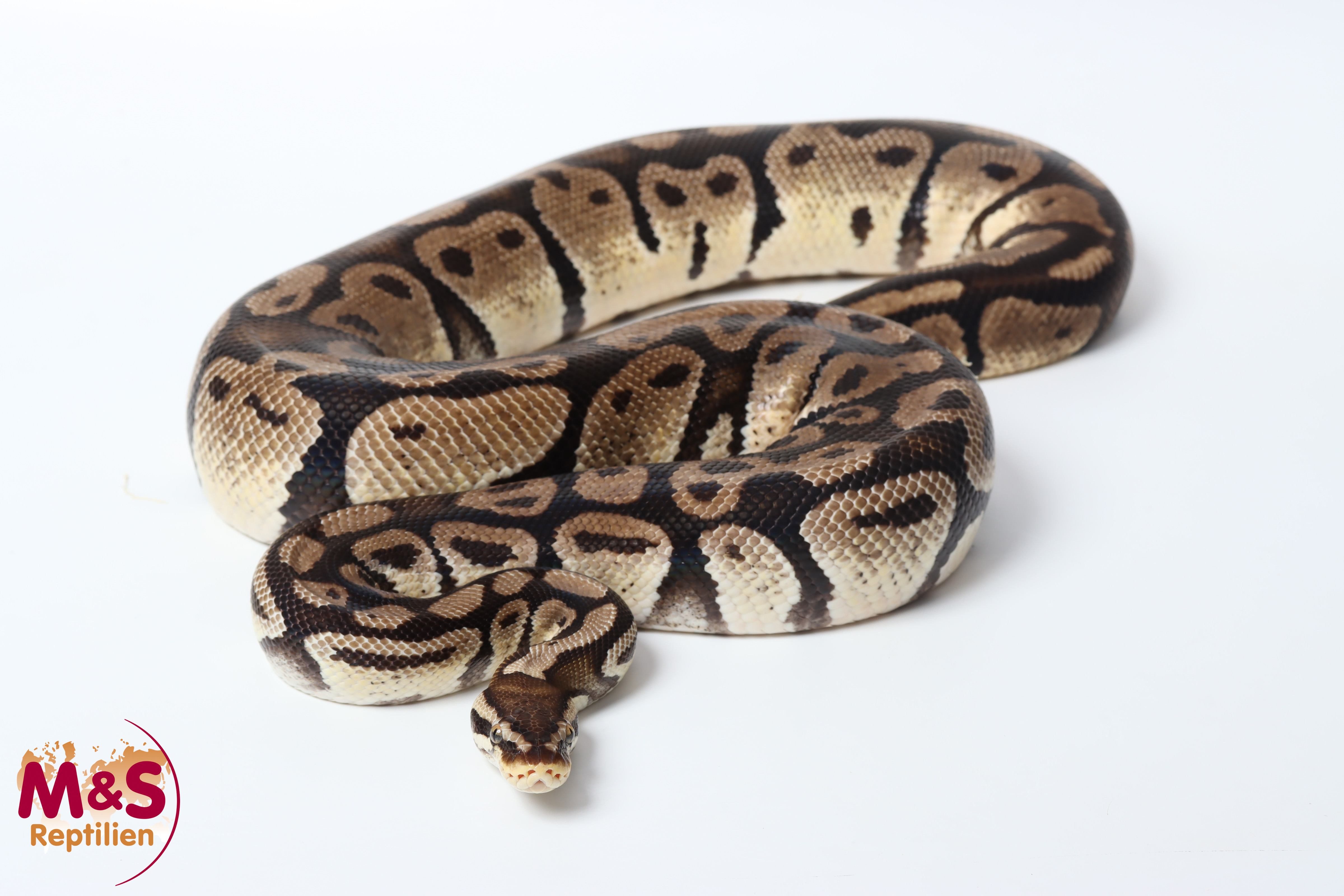 1.0 (Male) Pastel Königspython NZ´15 (adult) Python regius