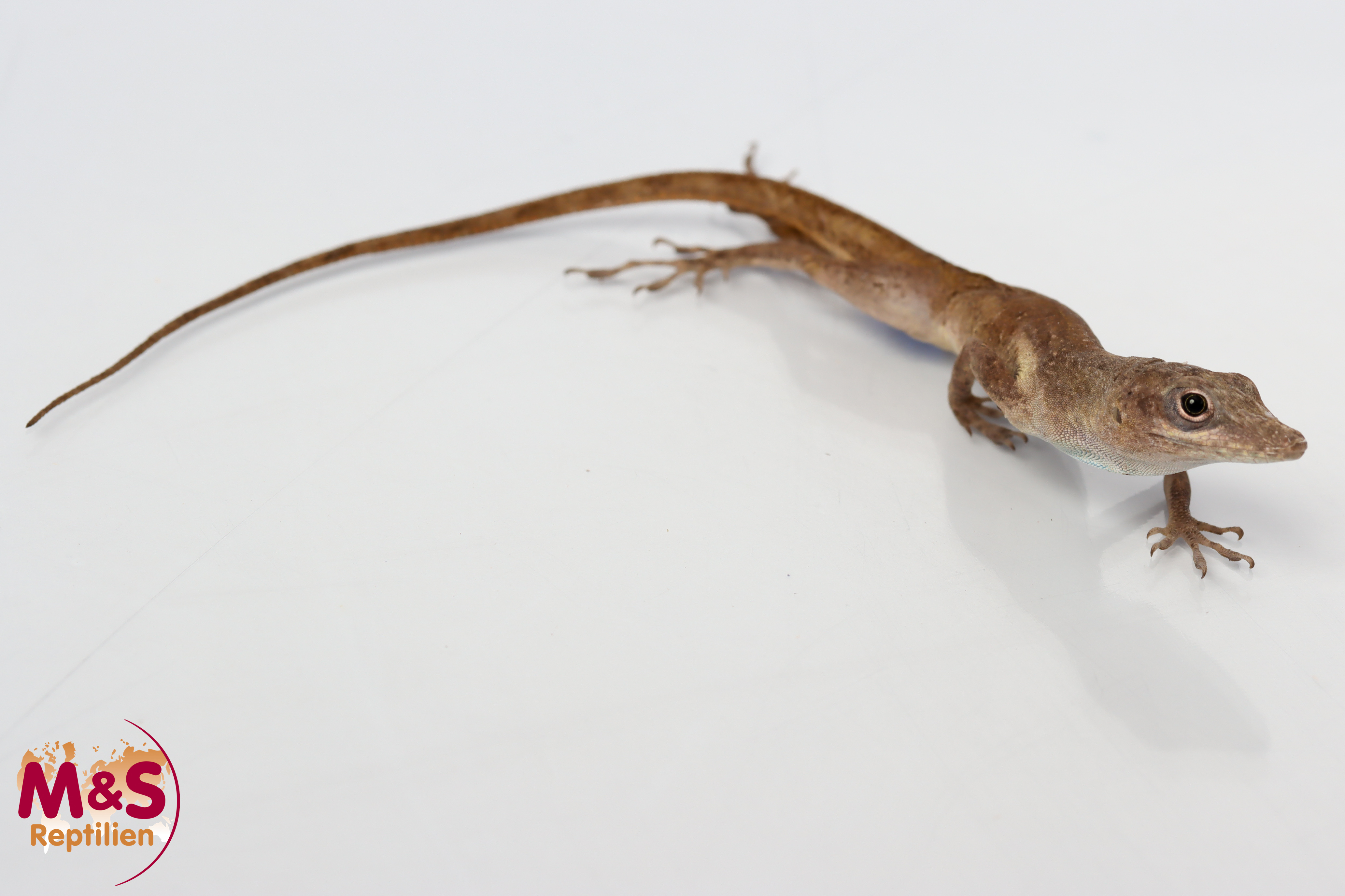 0.1 (Female) Blaufächer Anolis NZ' 25 (ca.12cm) Anolis conspersus