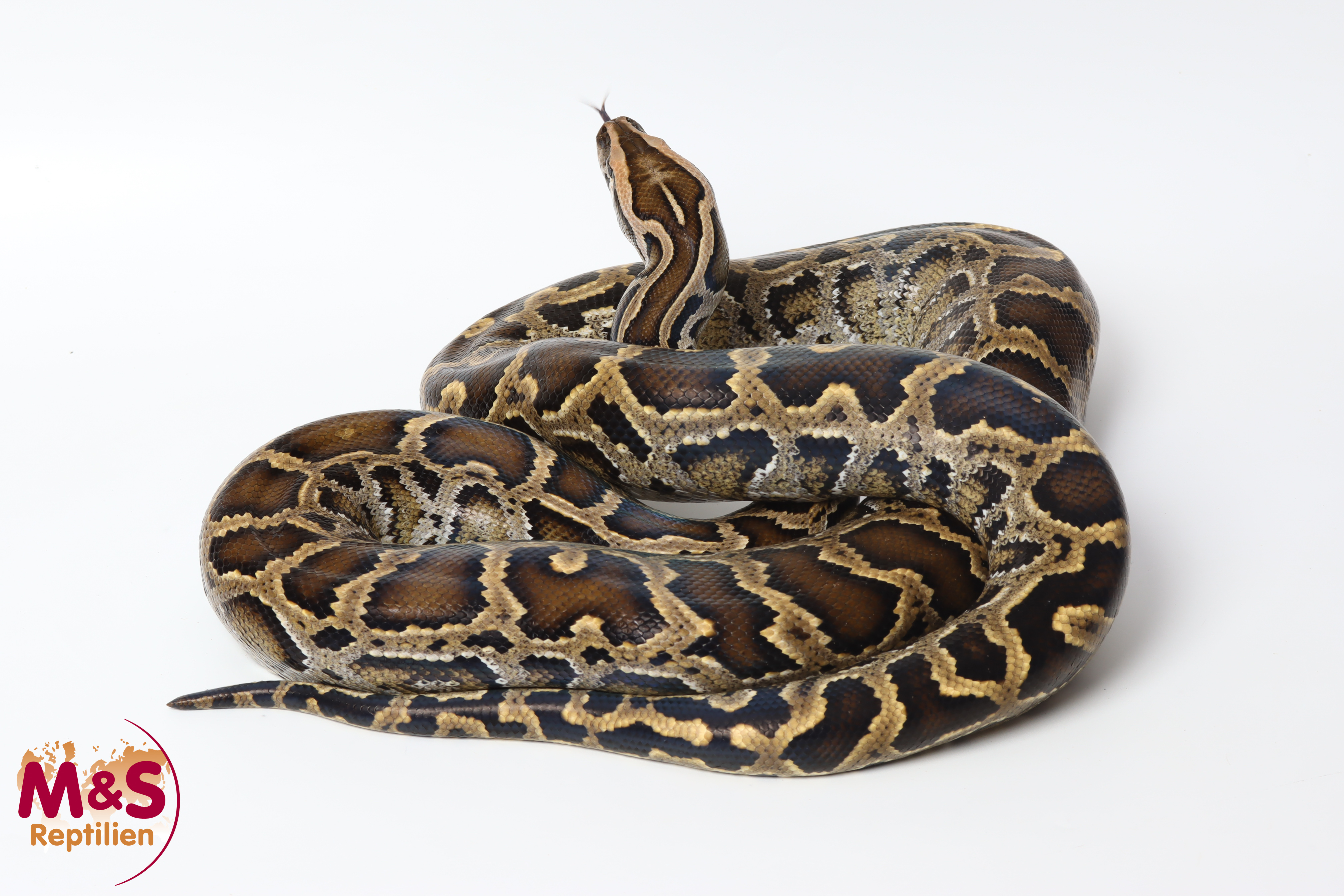 0.1 (Female) Halbzwerg-Tigerpython NZ'23 (ca. 200 cm) Python bivittatus (Originalbild)