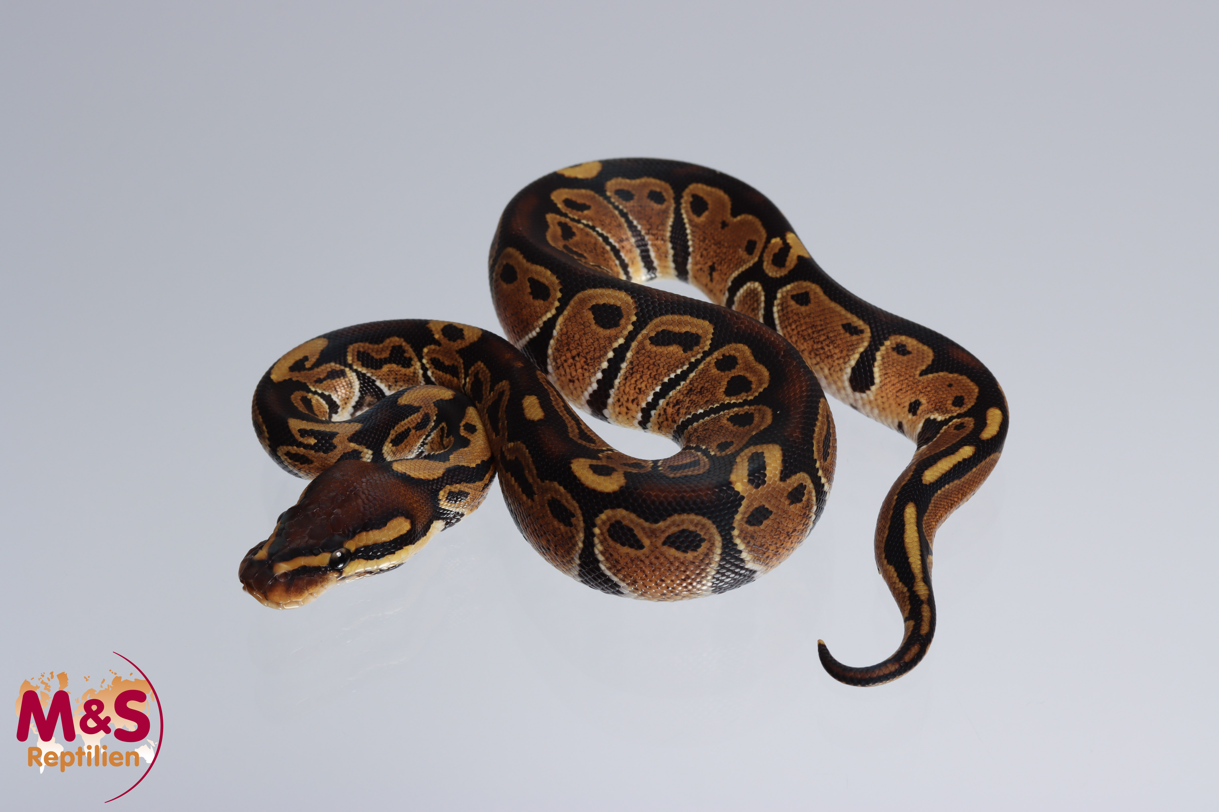 0.1 (Female) 66% poss. triple het. Albino - Sunset - Ultramel Königspython NZ´M&S´22 Python regius