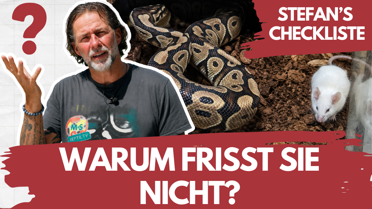 Warum frisst meine Schlange nicht? Die häufigsten Ursachen!