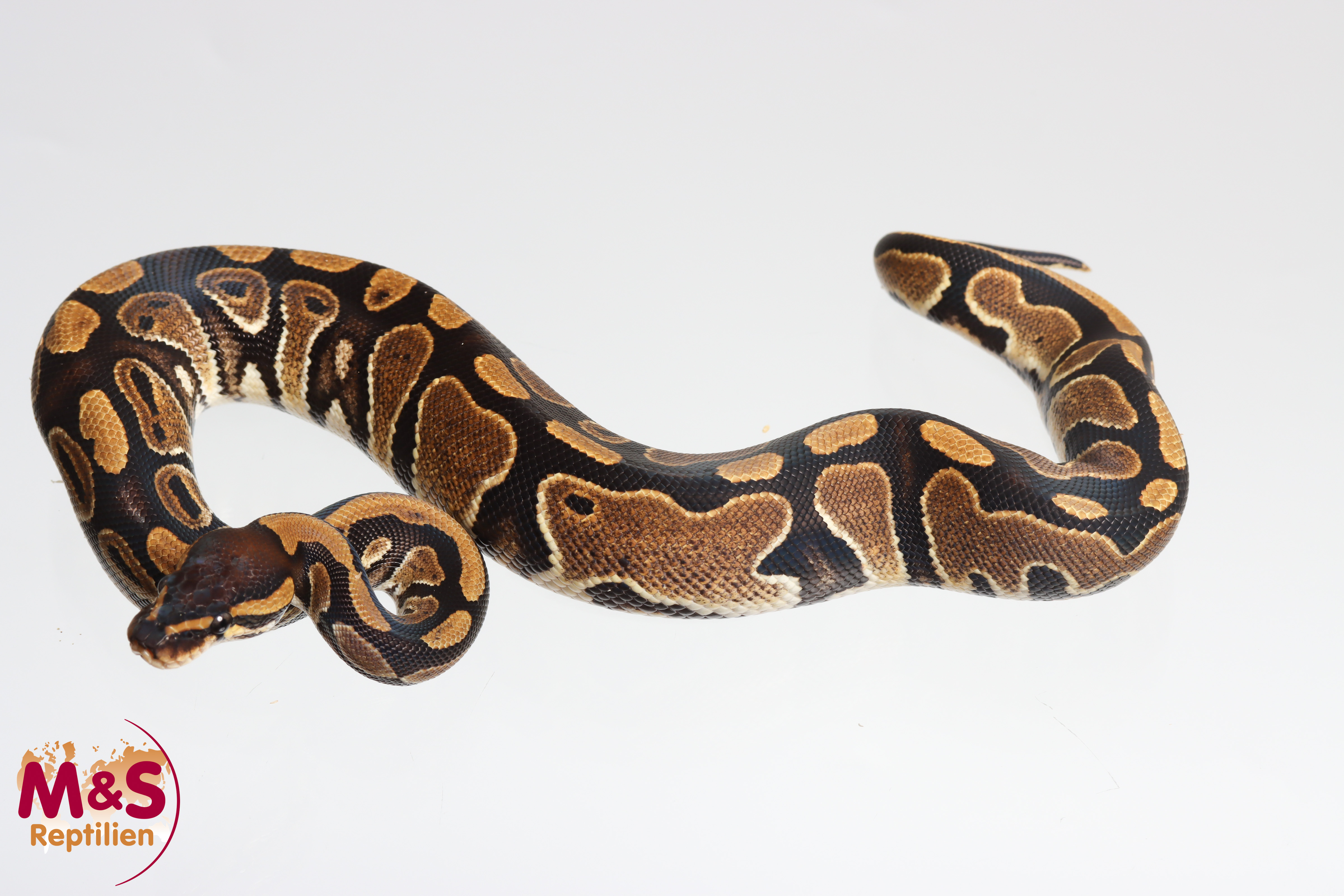 0.1 (Female) Double 66% poss het Cryptic-Clown het. Piebald Lavender Königspython NZ´M&S´25 Python regius