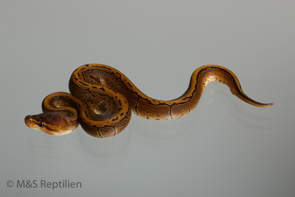 1.0 (Male) Pinstripe 50% poss. hetero Sunset  Königspython NZ´M&S´16 Python regius