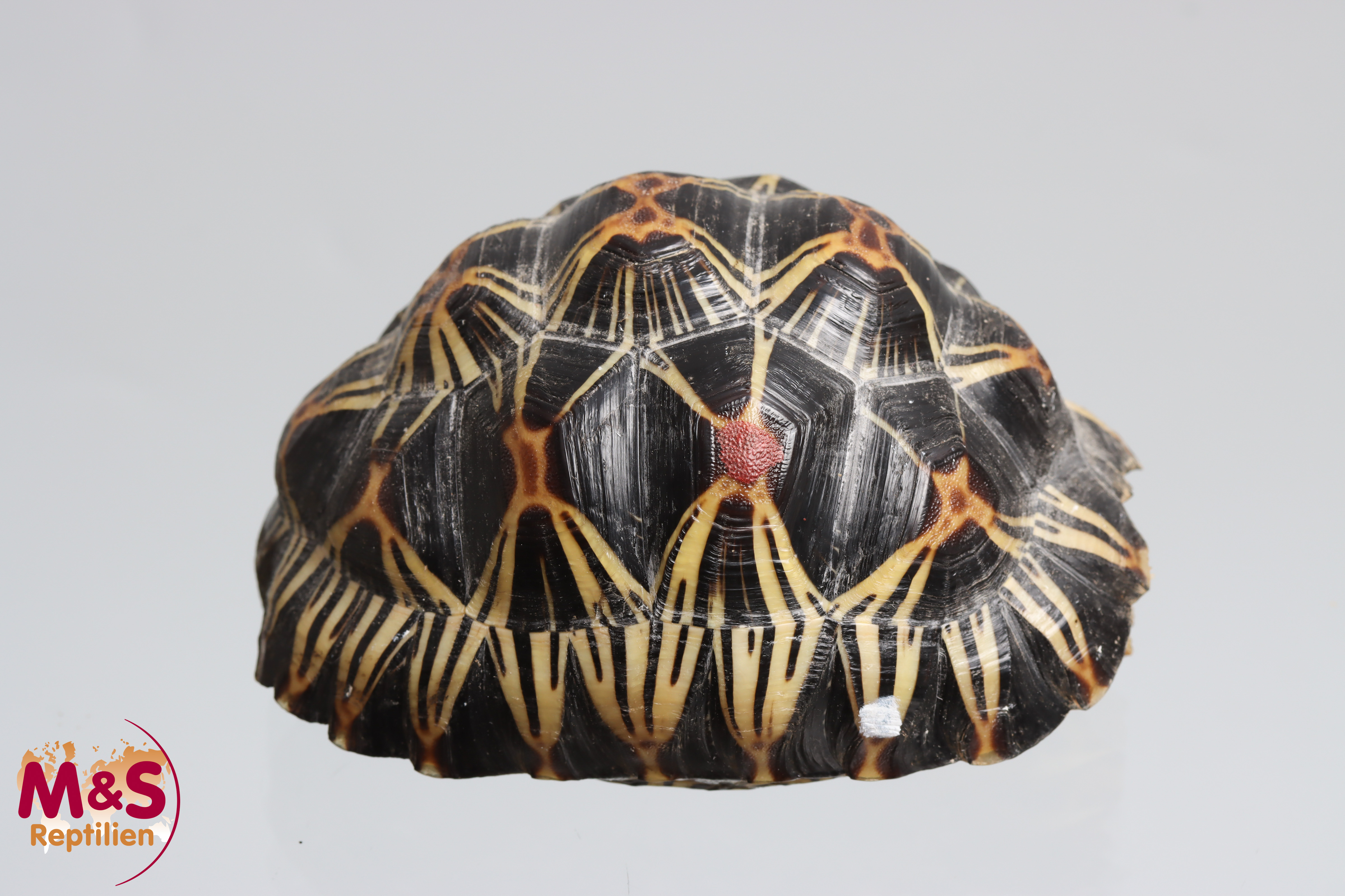 Strahlenschildkröte NZ´ 23 (ca.11cm/300g) Astrochelys radiata (Originalbild)