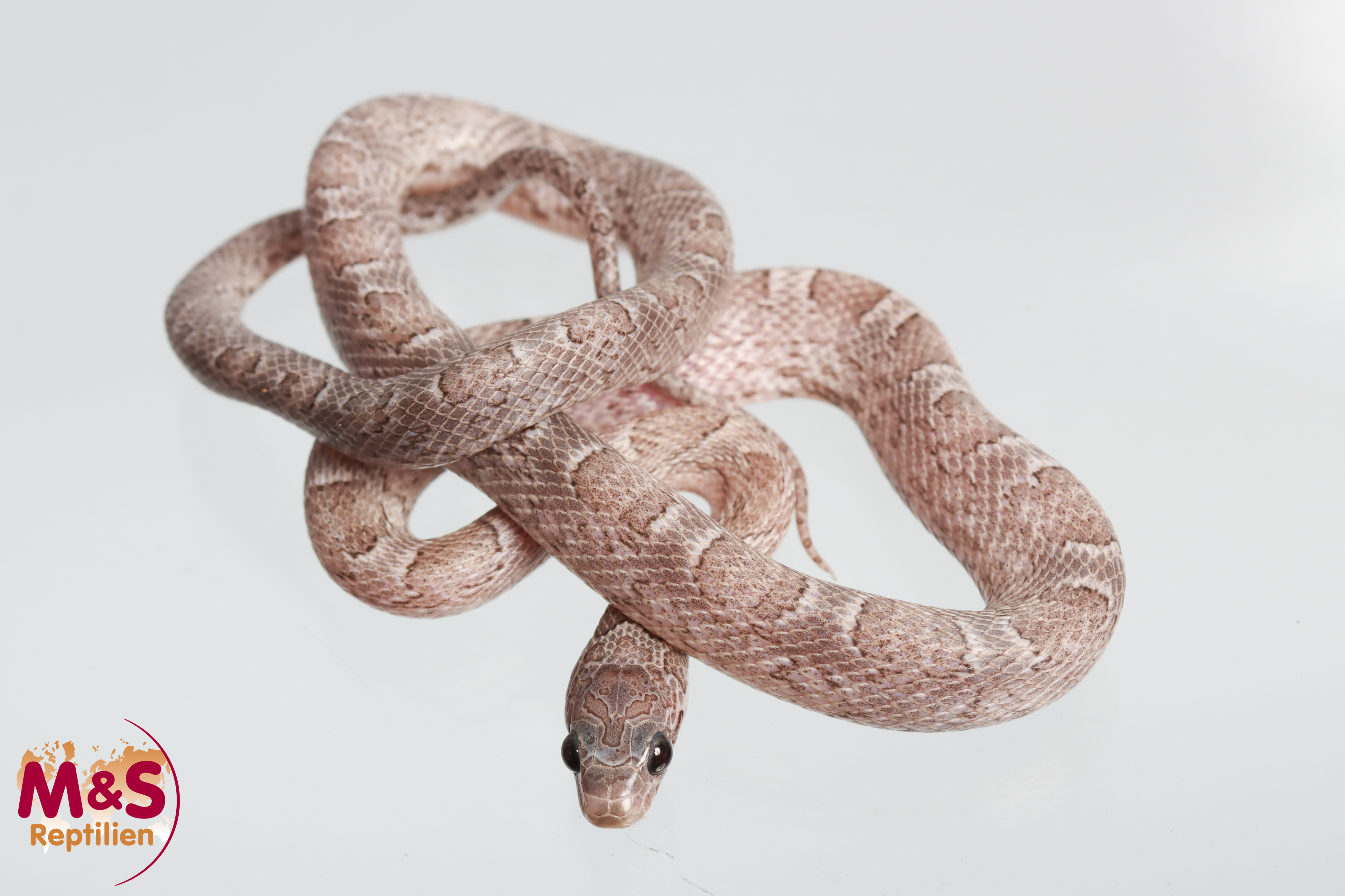 Sunkissed Pewter Kornnatter NZ´25 (ca.30 cm) Pantherophis guttatus (Symbolbild)