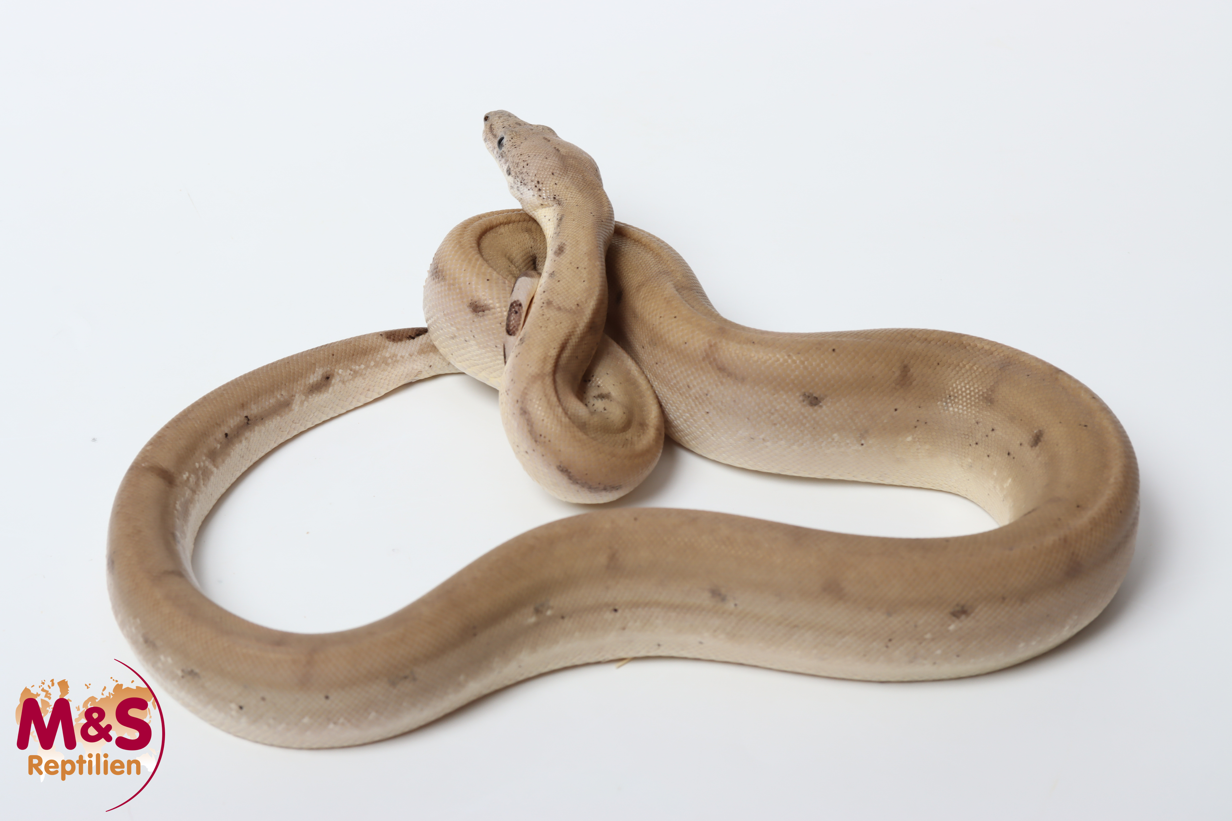 1.0 (Male) Ghost Scoria 66% het sharp albino NZ'25 (ca. 80cm)  Boa c. imperator (Originalbild)