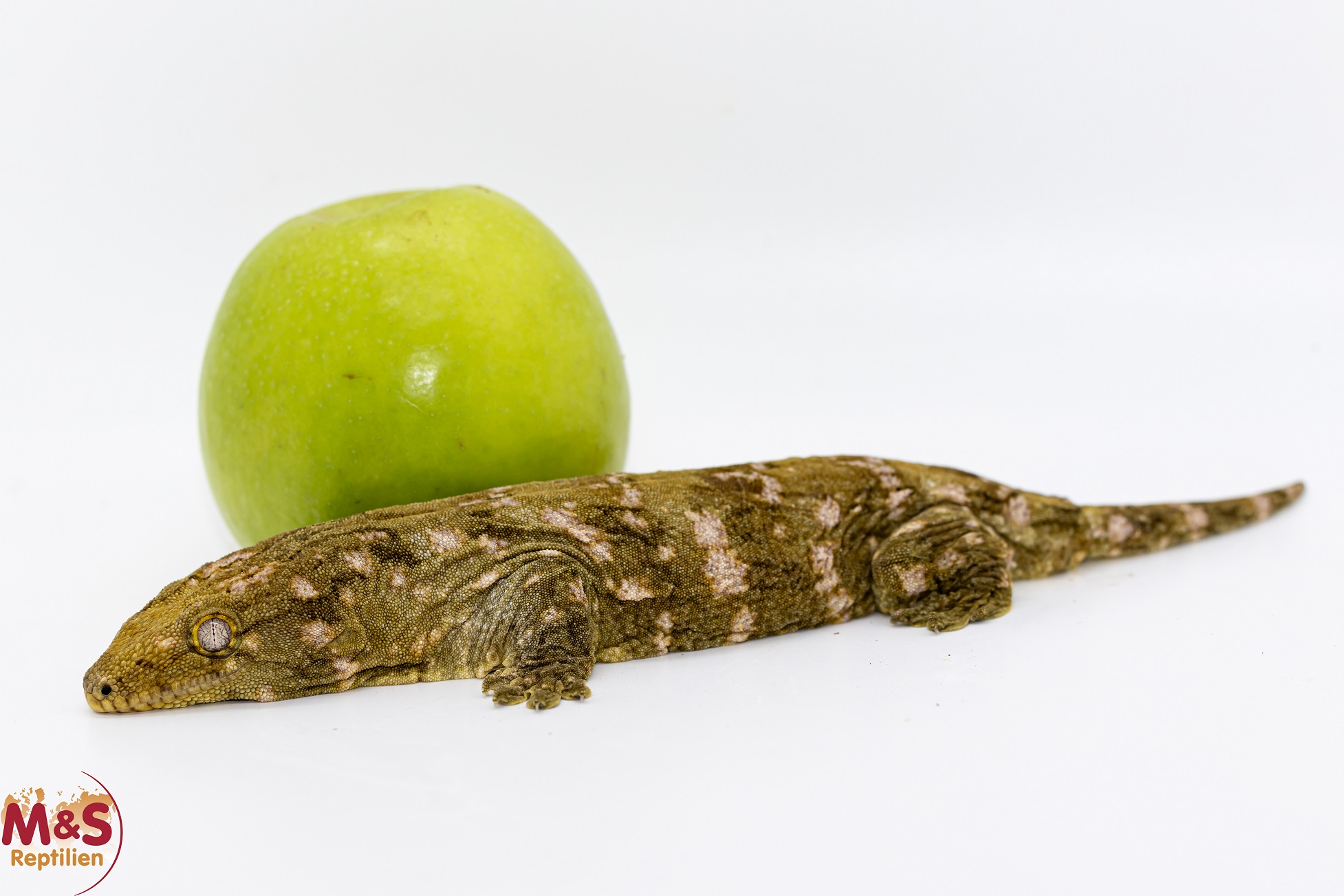 1.0 (Male) Riesengecko -Nuu Ami- (ca. 23 cm-subadult) NZ´ 24 Rhaco. leachianus (Originalbild)