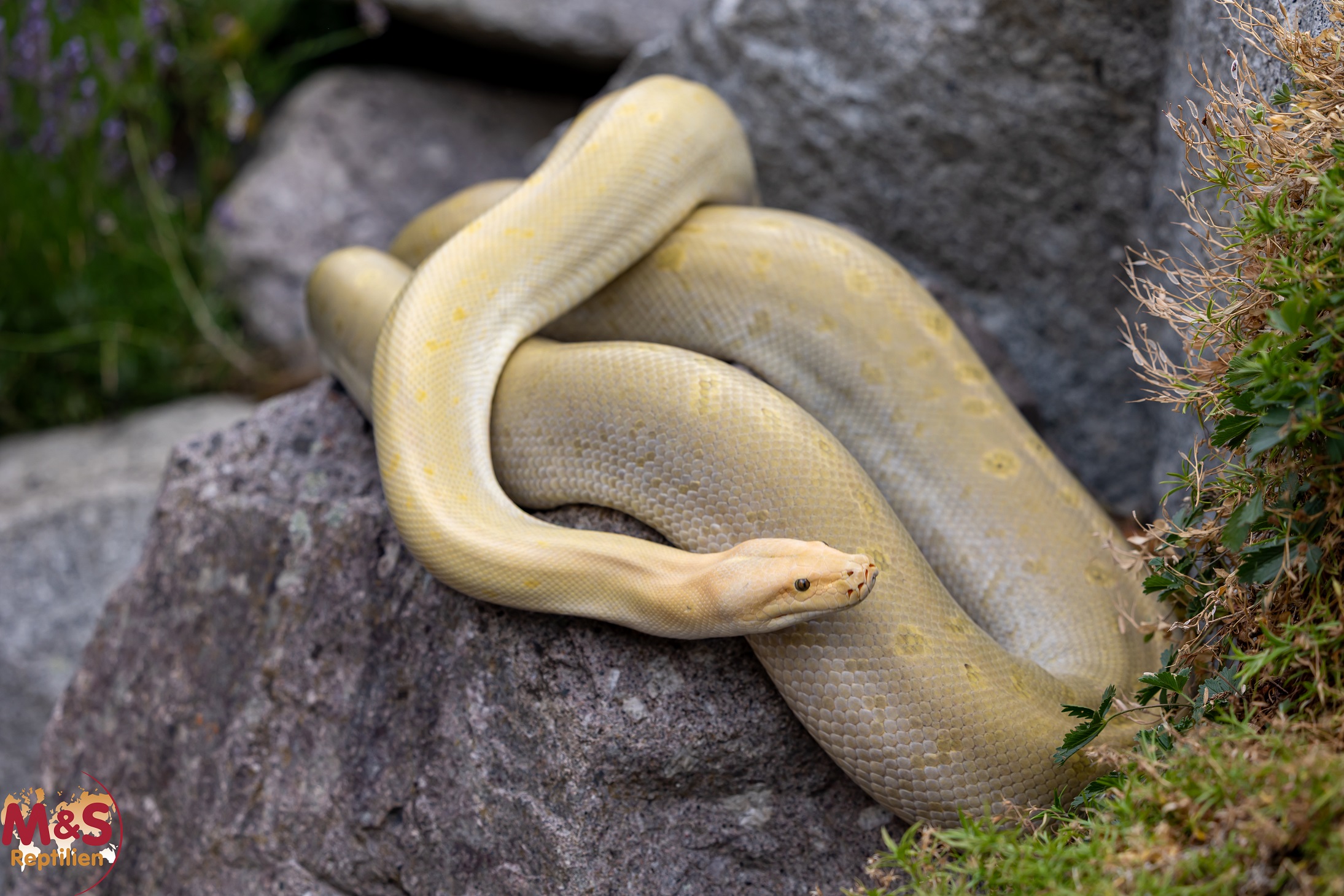 0.1 (Female) Hypo Green Granit 66% het Albino Tigerpython NZ'24 (ca. 280cm) Python bivittatus (Originalbild)