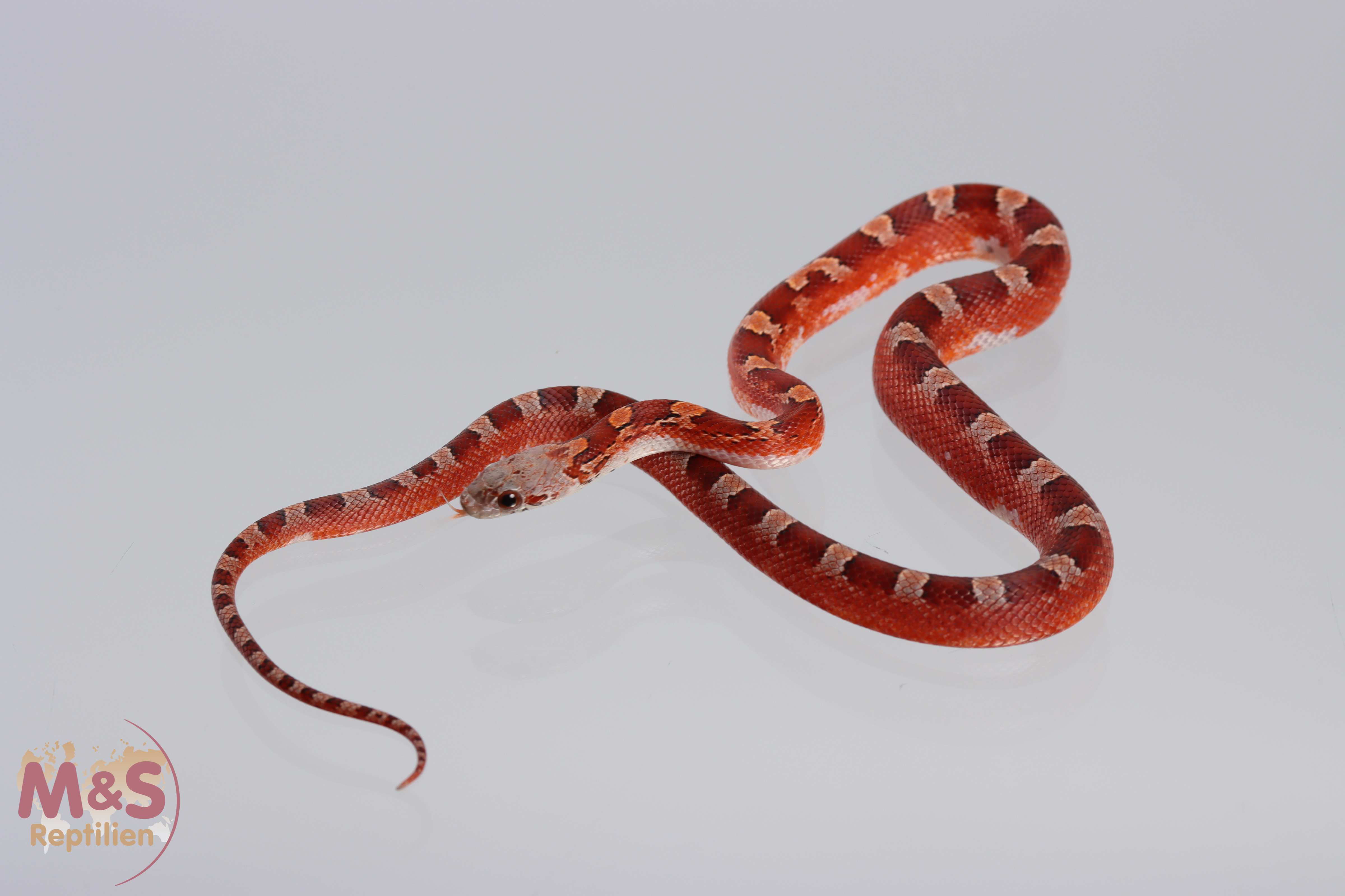 0.1 (Female) Piedside Bloodred Kornnatter ( Ice Blood x Hypo Pewter)  NZ'25 ( ca.30 cm ) P.guttatus