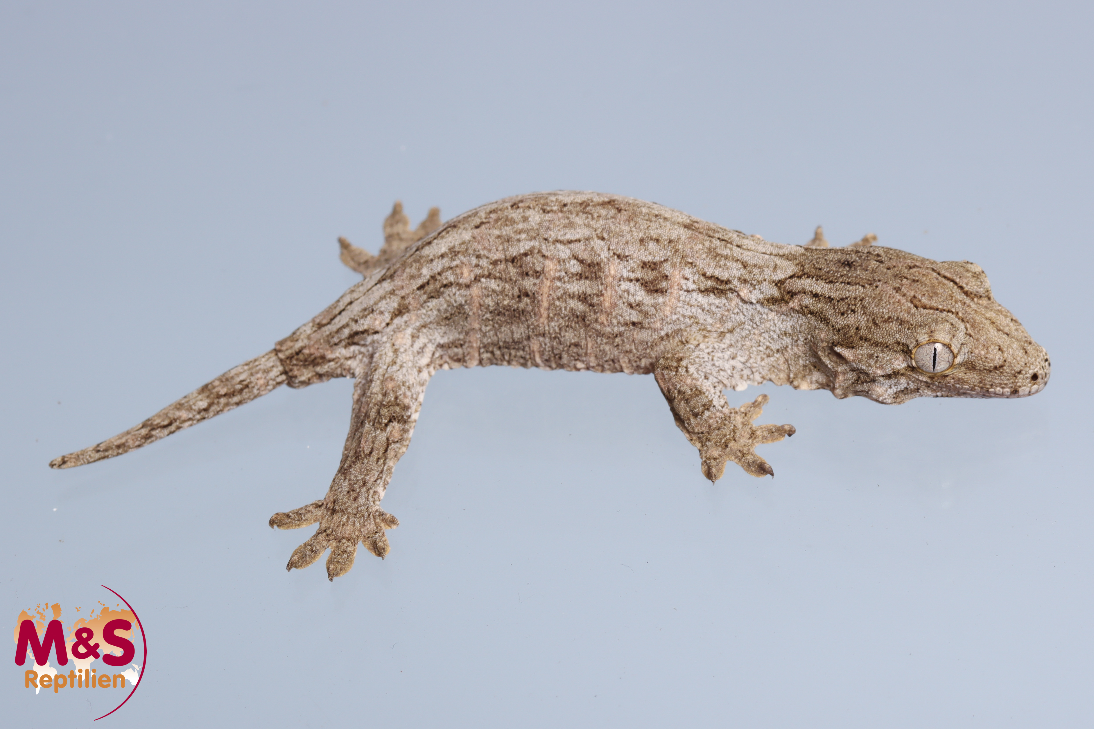 0.1 (Female) Riesengecko -Friedel x Friedel- (small-medium) NZ´M&S 24 Rhaco. leachianus (Originalbil