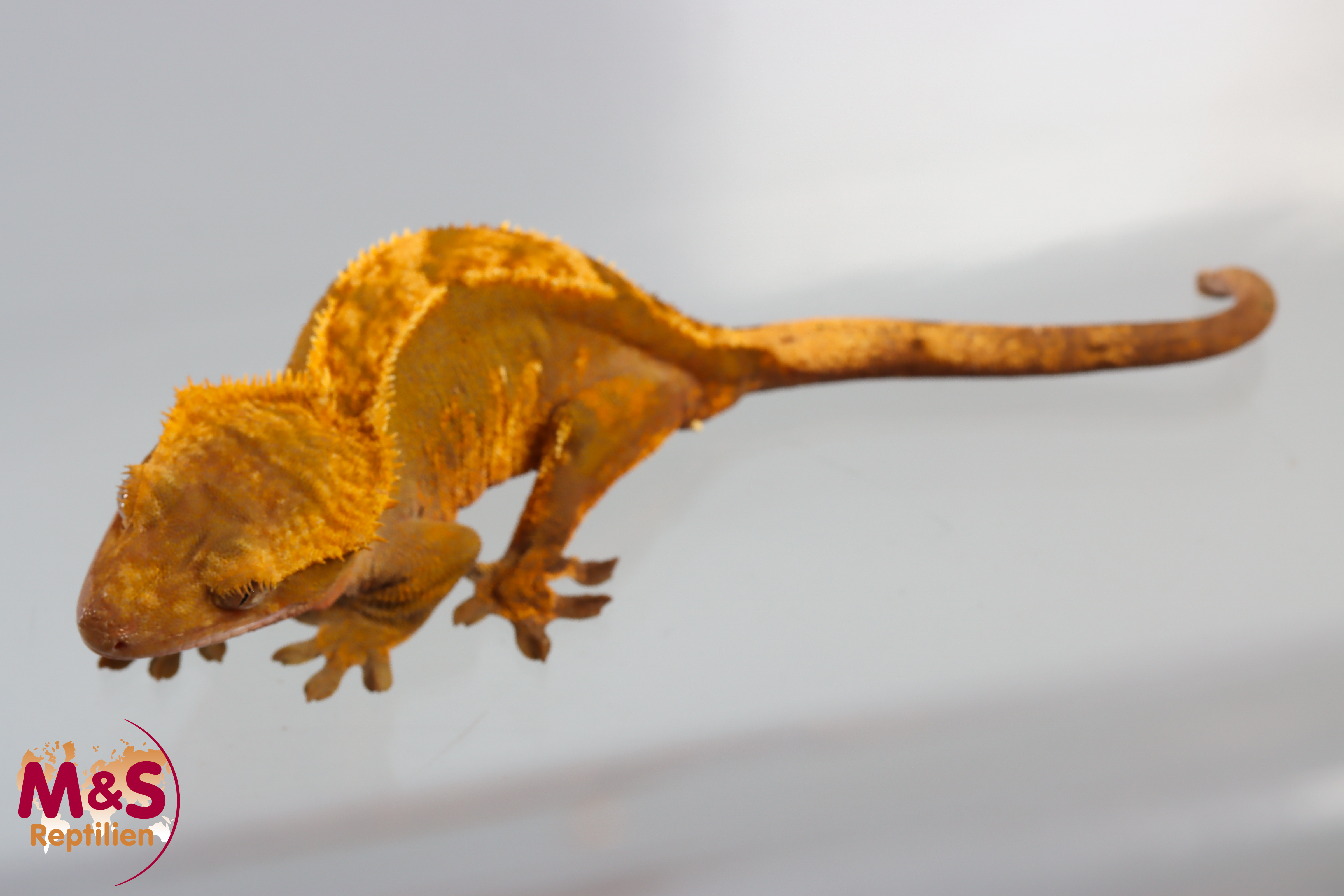 0.1 (Female) Riesengecko -Friedel x Tröger/Friedel (small-medium) NZ´M&S 25 R. leachianus (Originalbild)