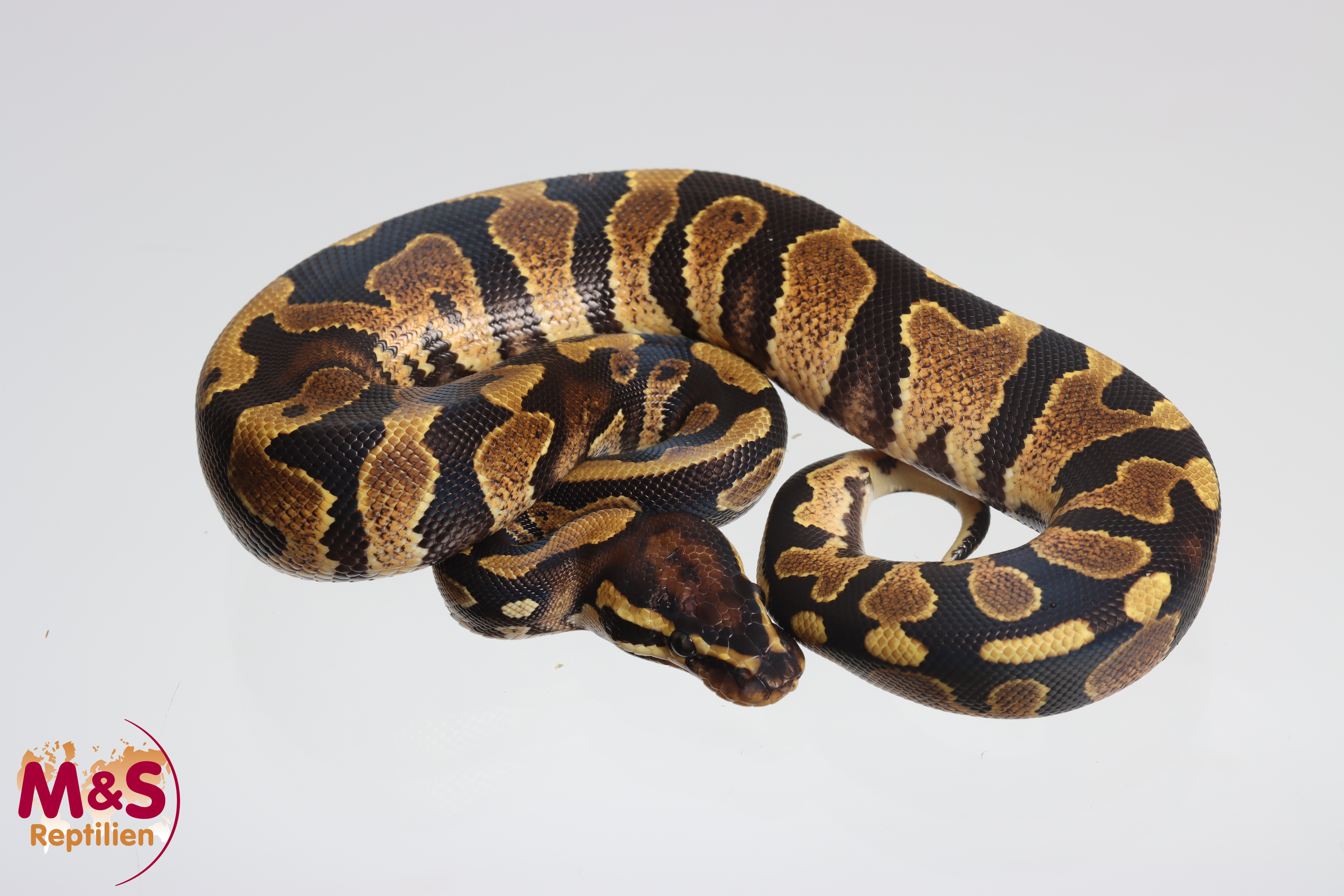 1.0 (Male) Highway (Gravel Yellowbelly) 100% hetero Piebald Königspython NZ´M&S´25 Python regius