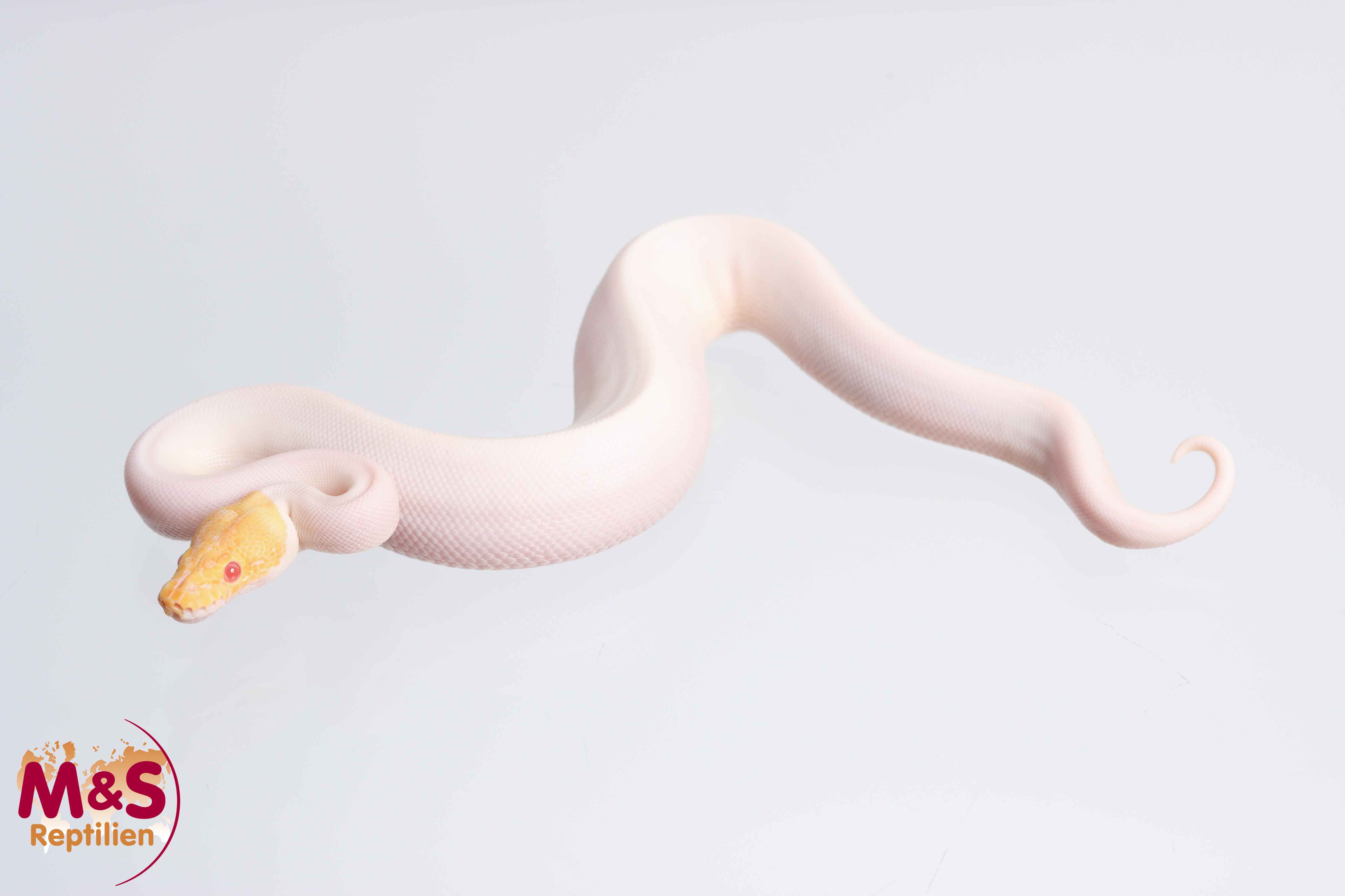 1.0 (Male) Albino - Piebald - Spider Königspython NZ´M&S´23 Python regius