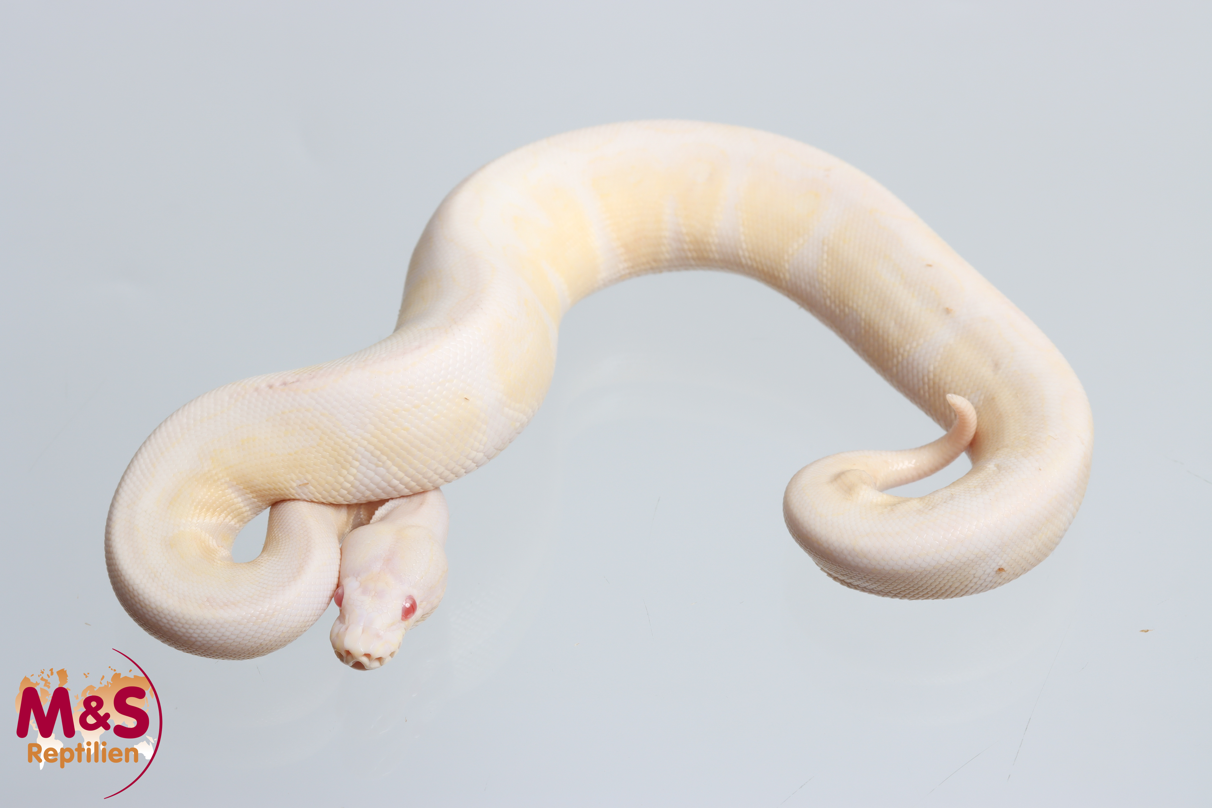 1.0 (Male) Snow VPI (Axanthic-Albino) Königspython NZ' 26 Python regius