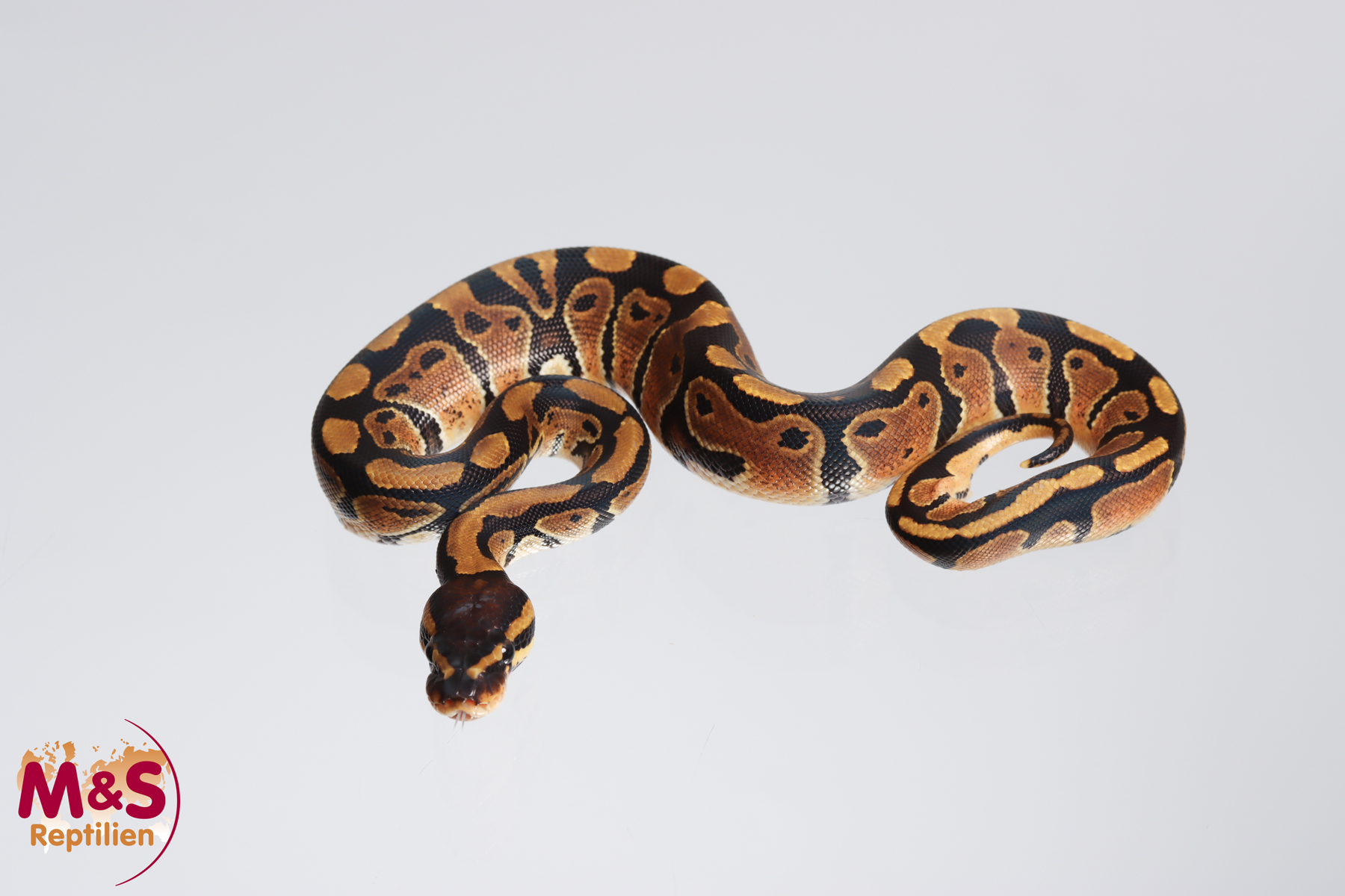 1.0 (Male) 66% poss het. Sunset 50% poss het. Clown Königspython NZ´M&S´23 Python regius