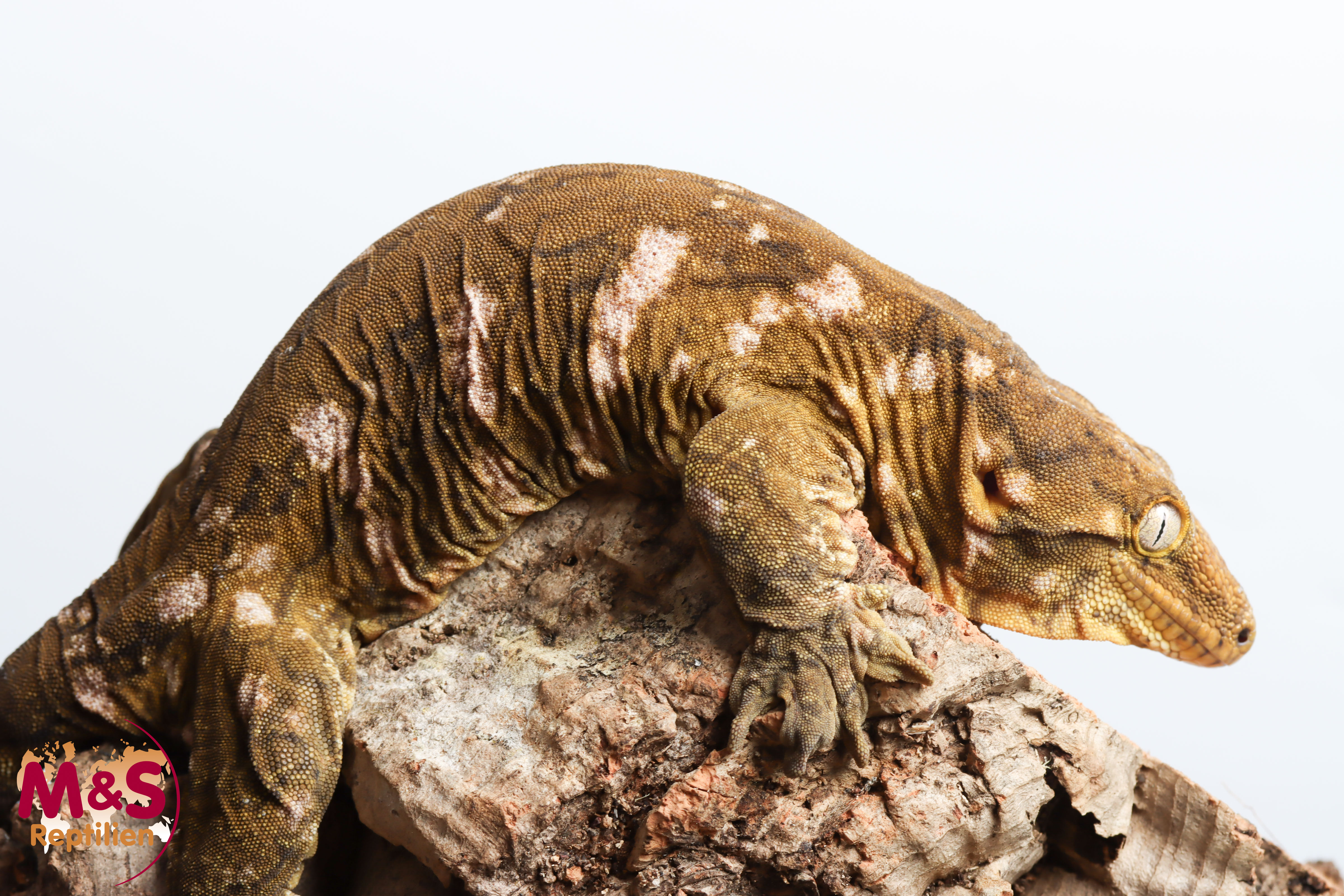 1.0 (Male) Sybling Hypo Riesengecko NZ´22 (adult) Rhacodactylus leachianus