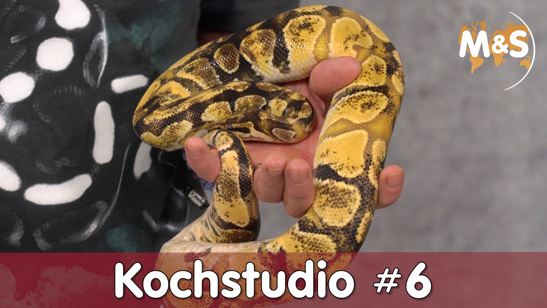 Kochstudio #6 | Odd Ball & Question Ball | Neue Morph / Farbe züchten