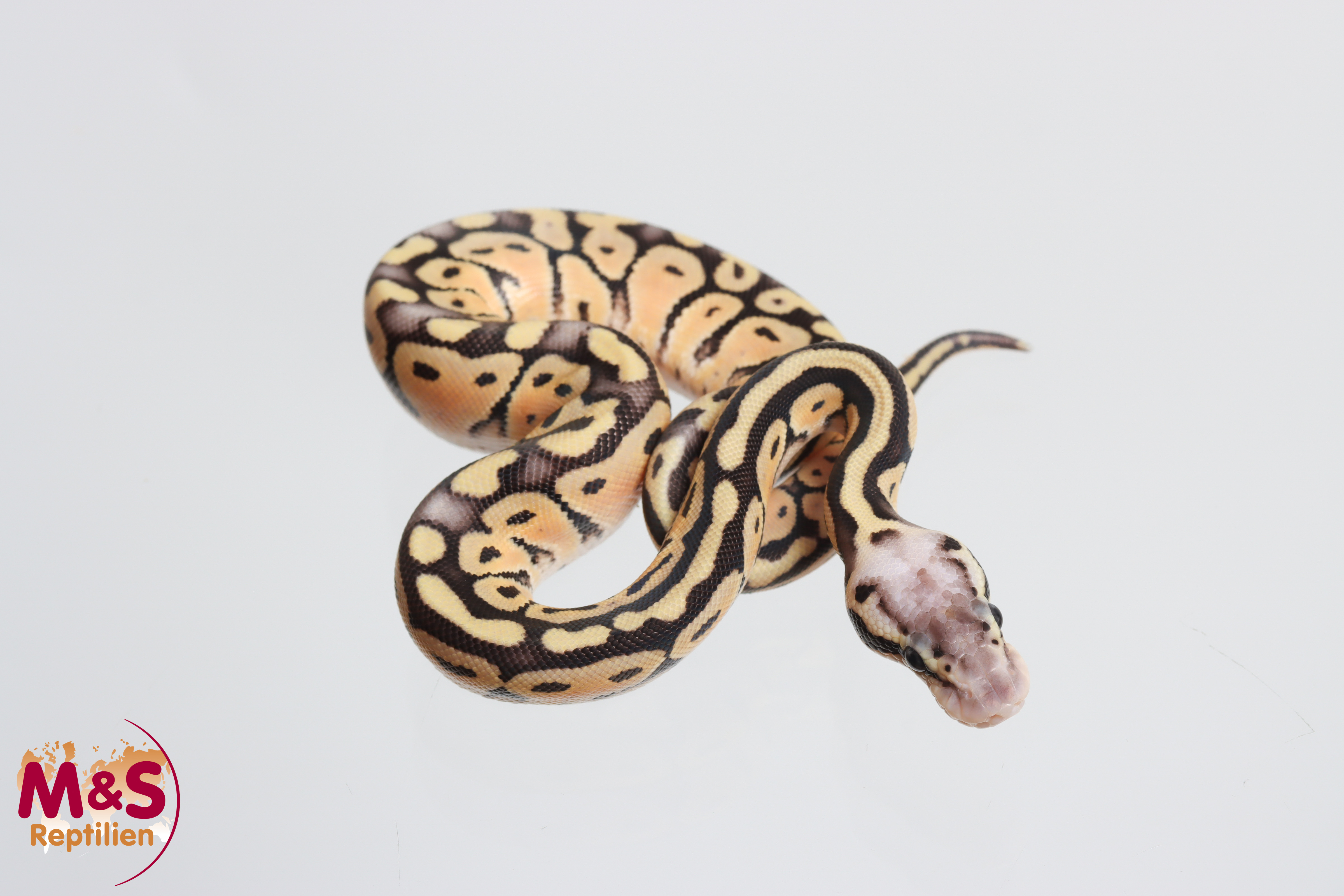 1.0 (Male) Super Pastel Königspython NZ' M&S 26 Python regius