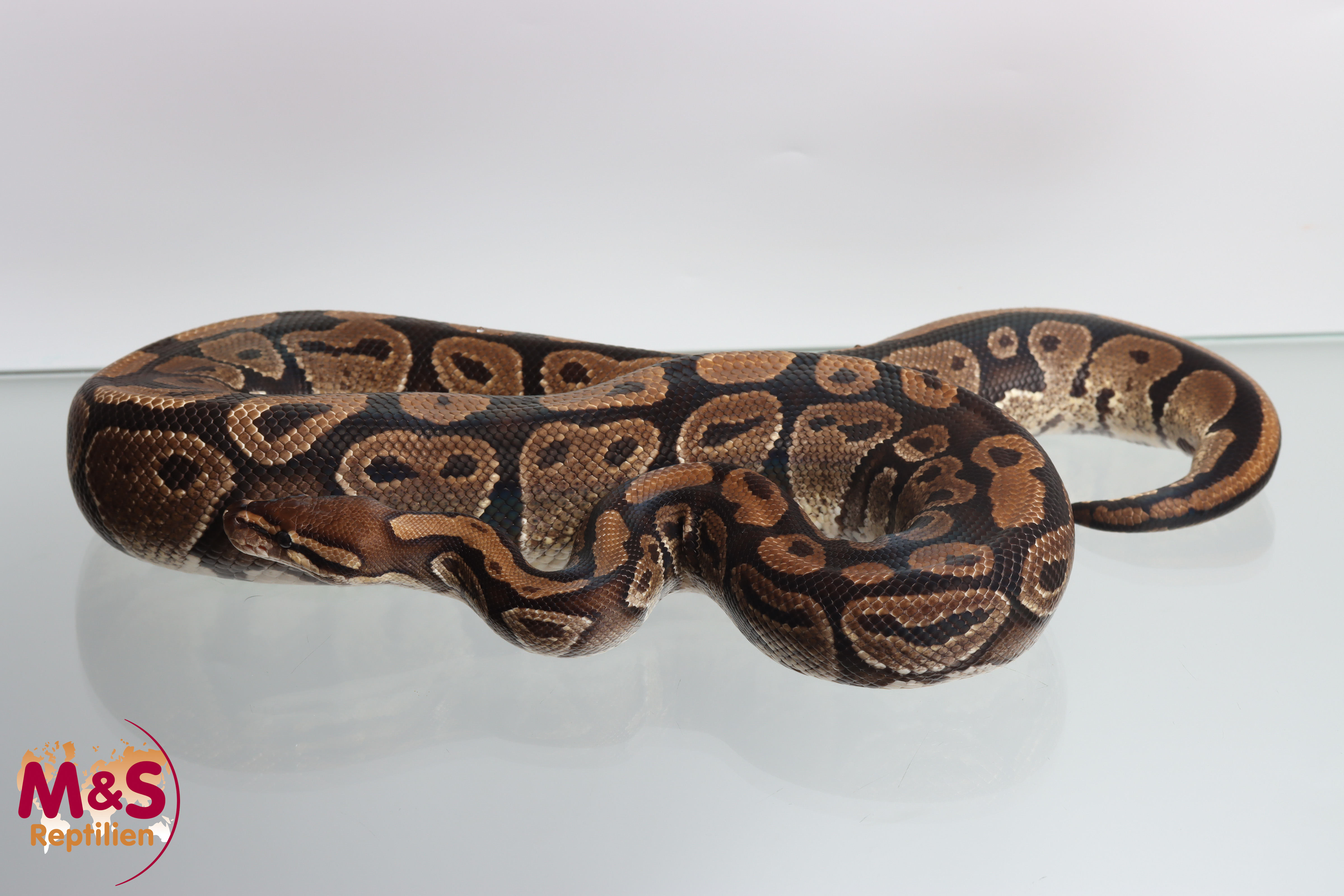 1.0 (Male) 50% poss. hetero Sunset Königspython NZ´M&S´16 Python regius