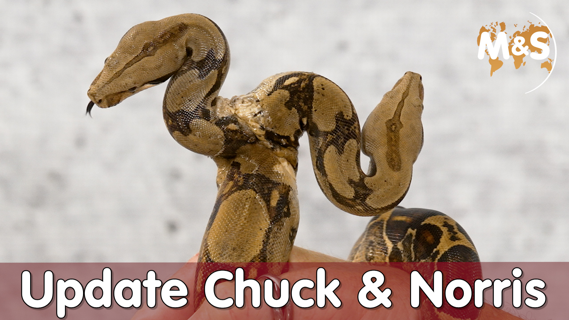 Update Chuck und Norris | Fütterungs-Video | Fernsehstars?