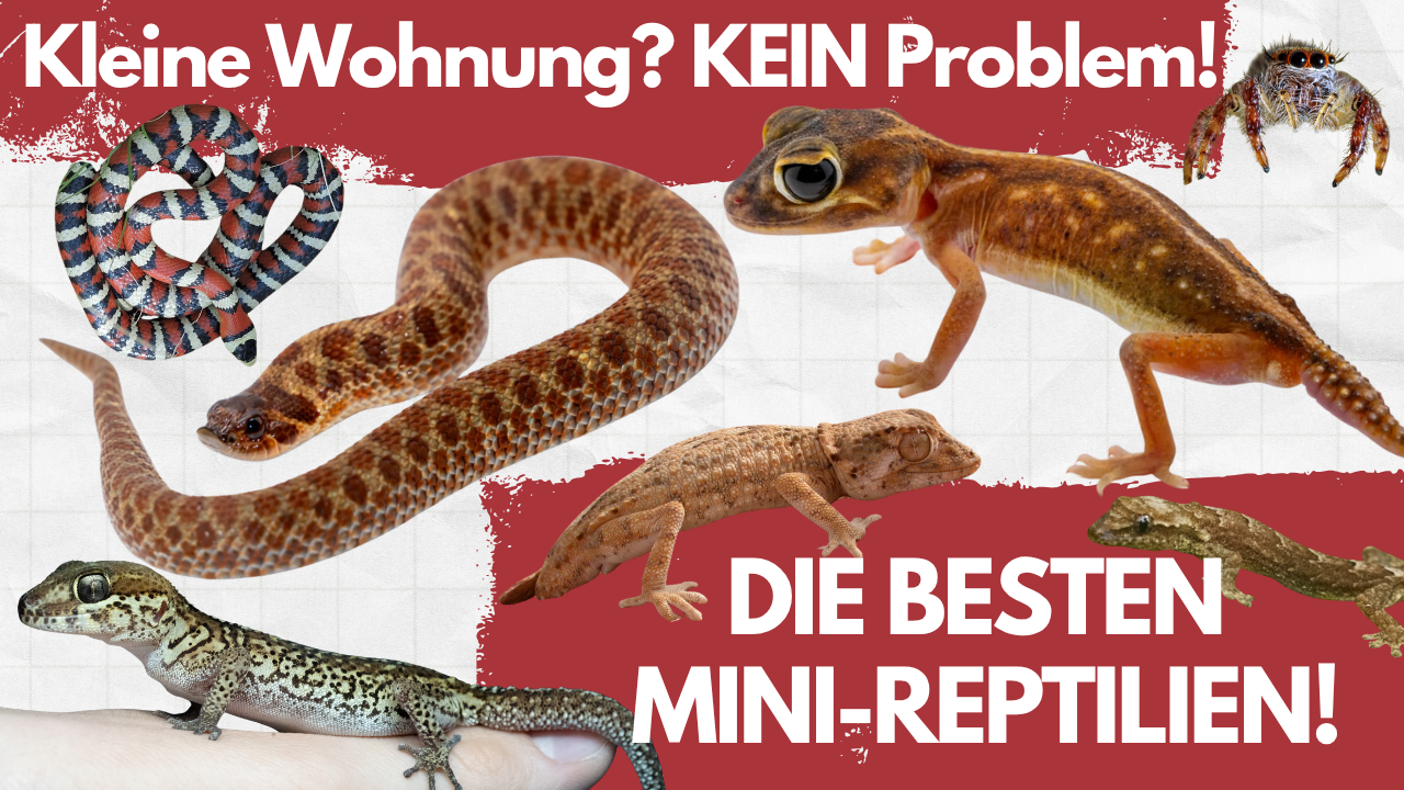 Mini-Reptilien 🦎 - Diese Reptilien brauchen KEIN riesiges Terrarium!