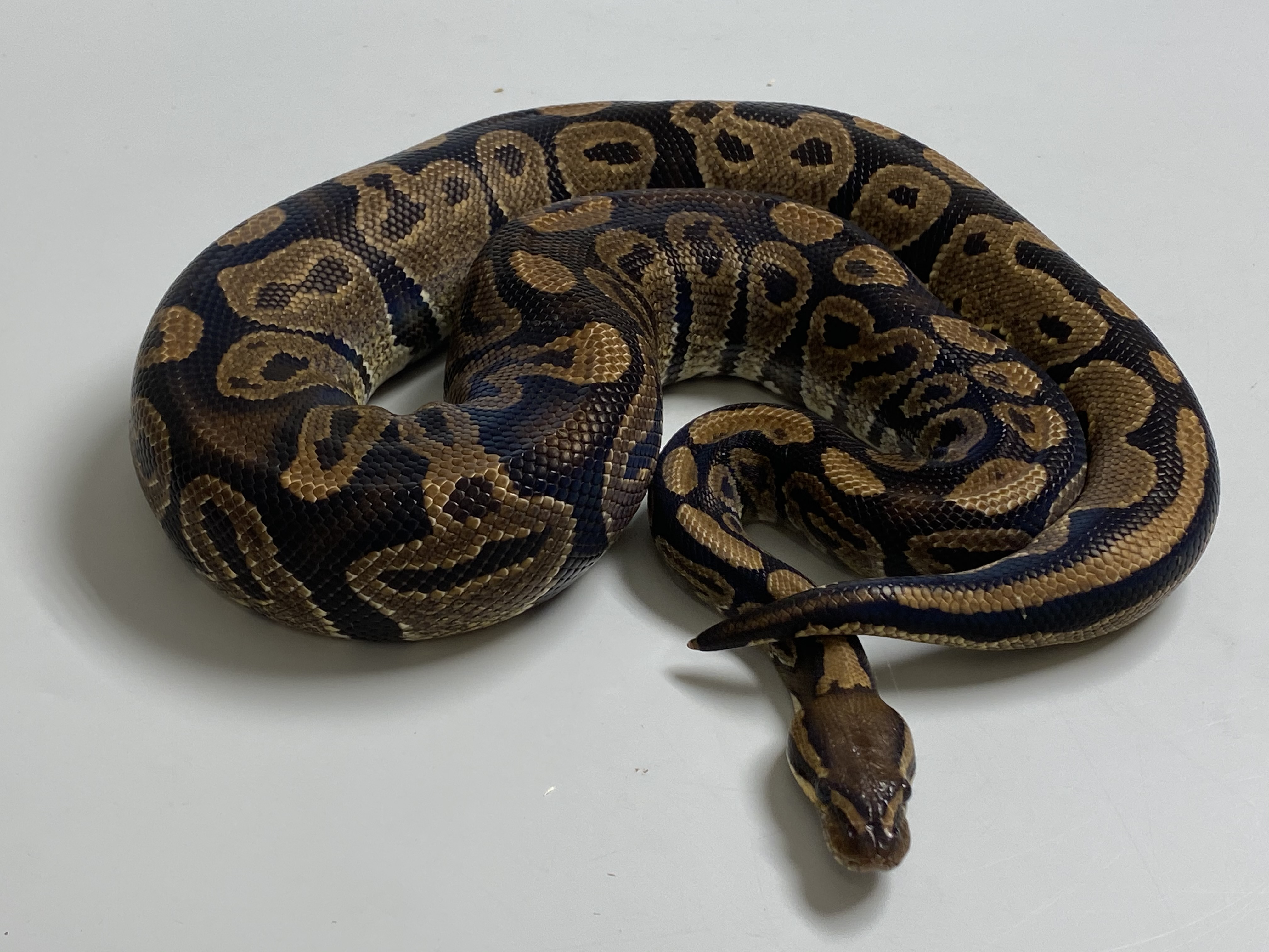 1.0 (Male) 50% poss. hetero Sunset Königspython NZ´M&S´16 Python regius