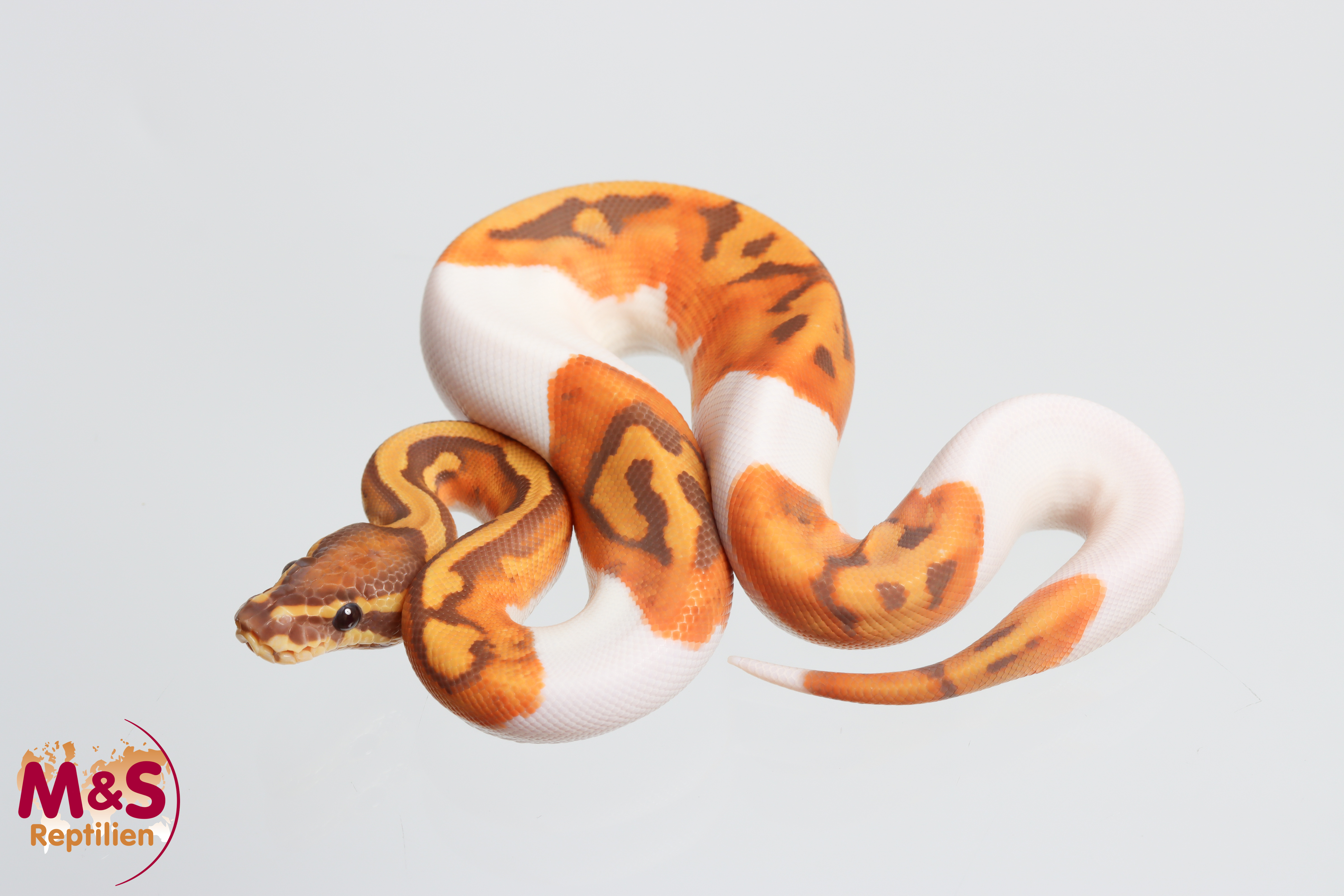 1.0 (Male) Piebald - Ultramel poss. Yellowbelly NZ'M&S´26 Python regius