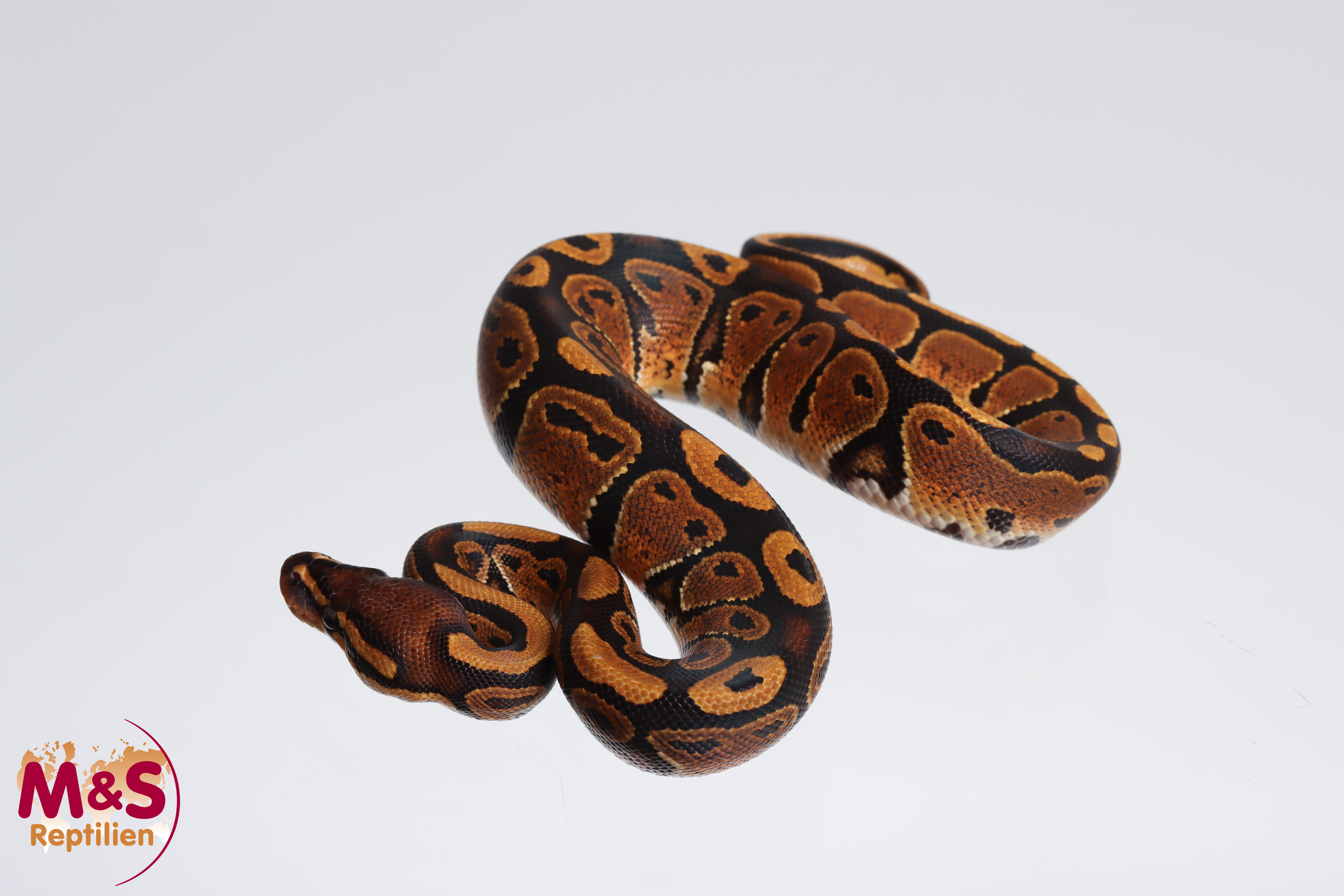 1.0 (Male) 100% het. Sunset 50% het. Ultramel Königspython NZ´M&S´23 Python regius